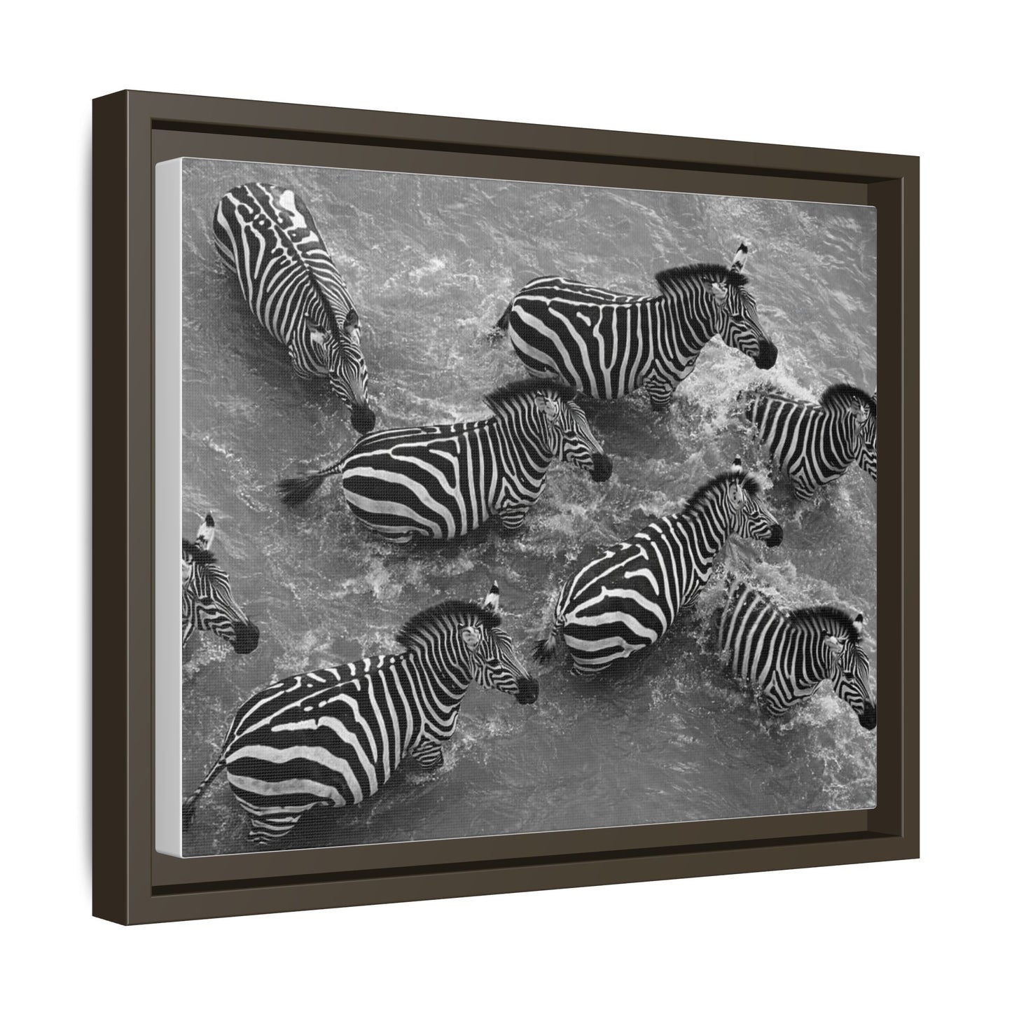 Framed Canvas Print — Zebras In The River