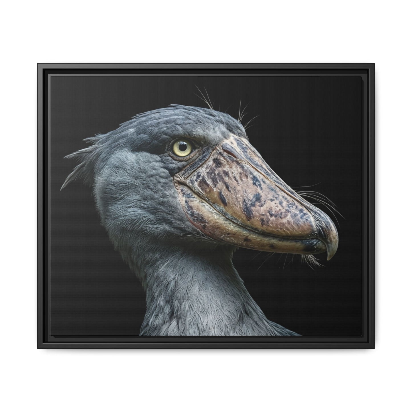 Framed Canvas Print — Shoebill Stork In Colour