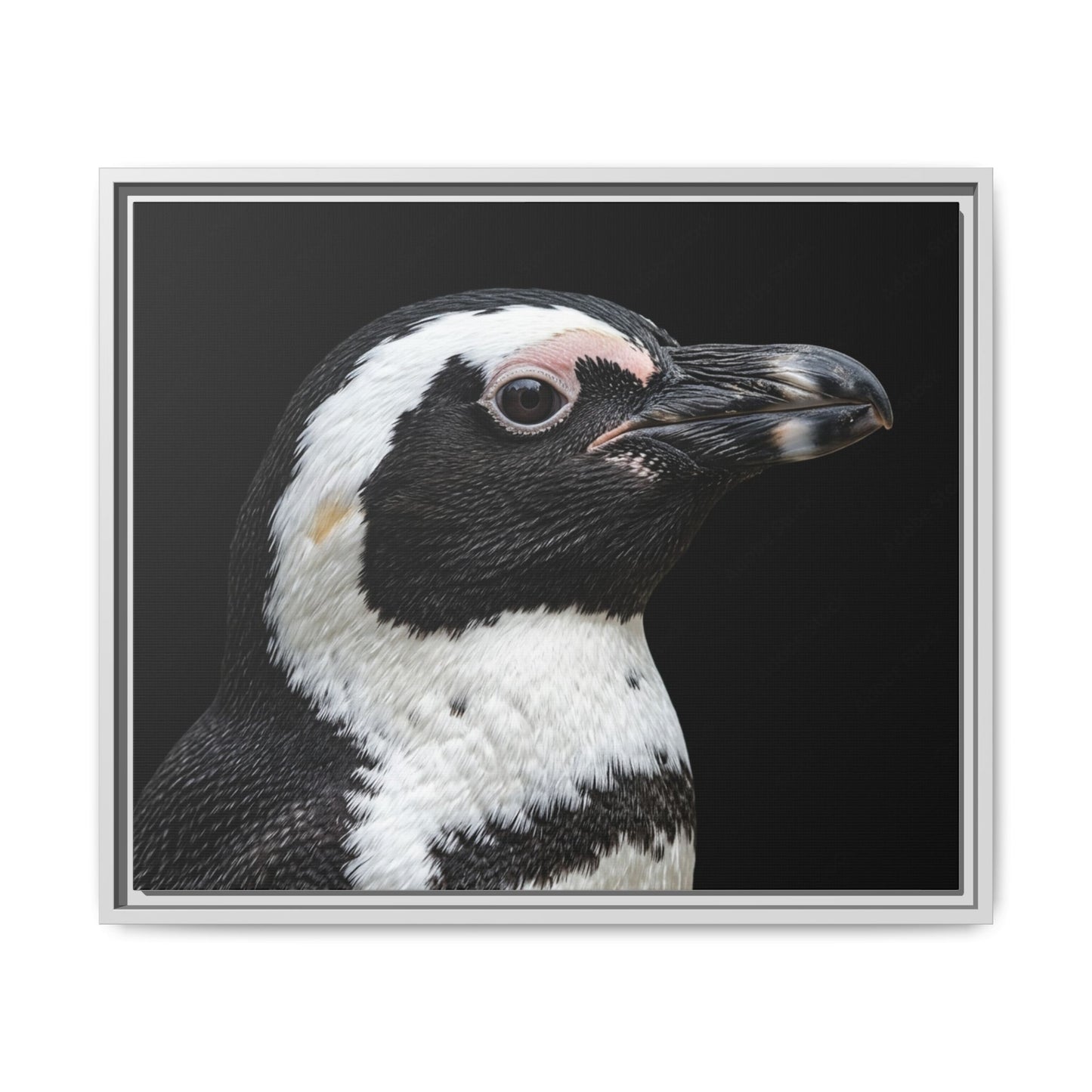 Framed Canvas Print — Afrikan Penguin In Colour