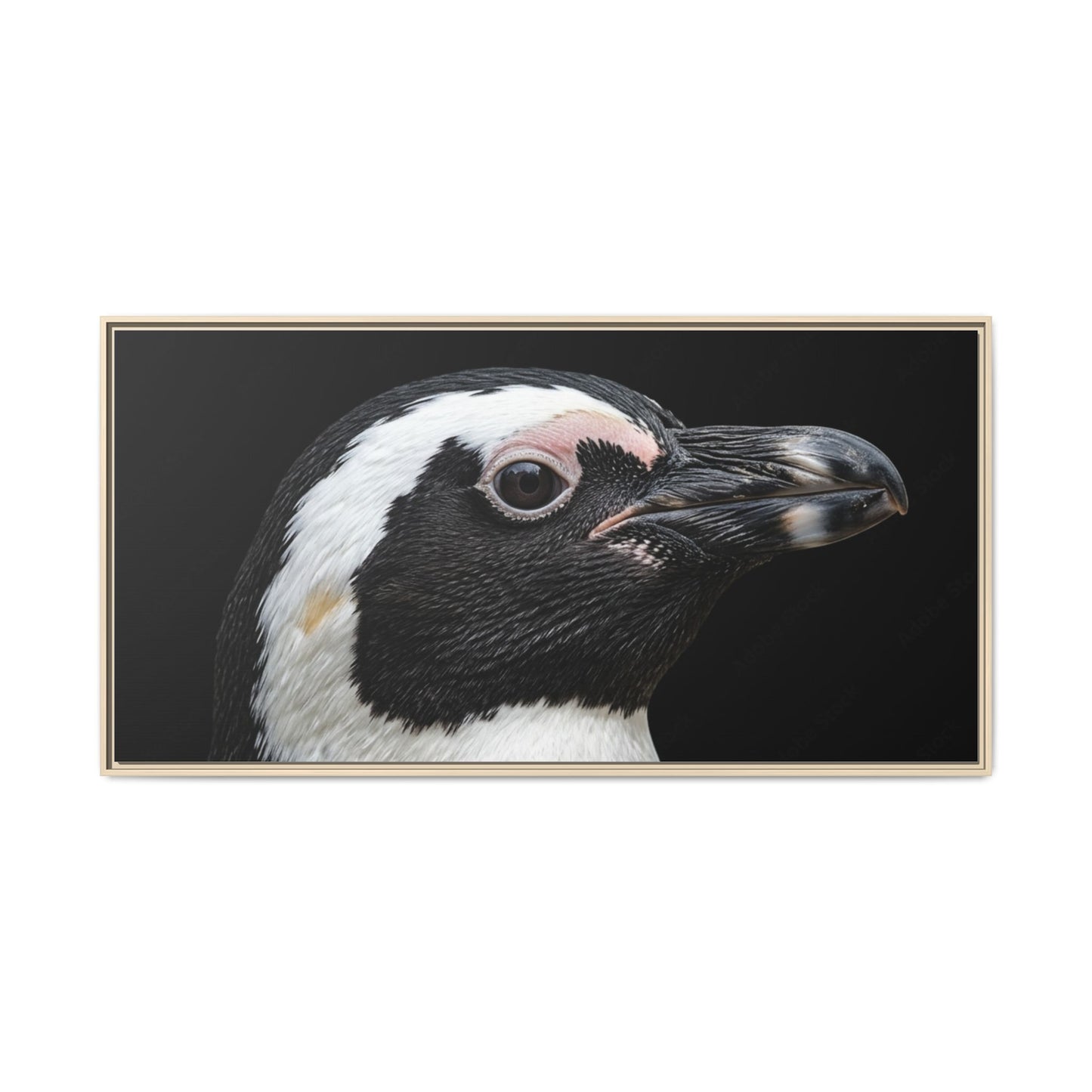 Framed Canvas Print — Afrikan Penguin In Colour