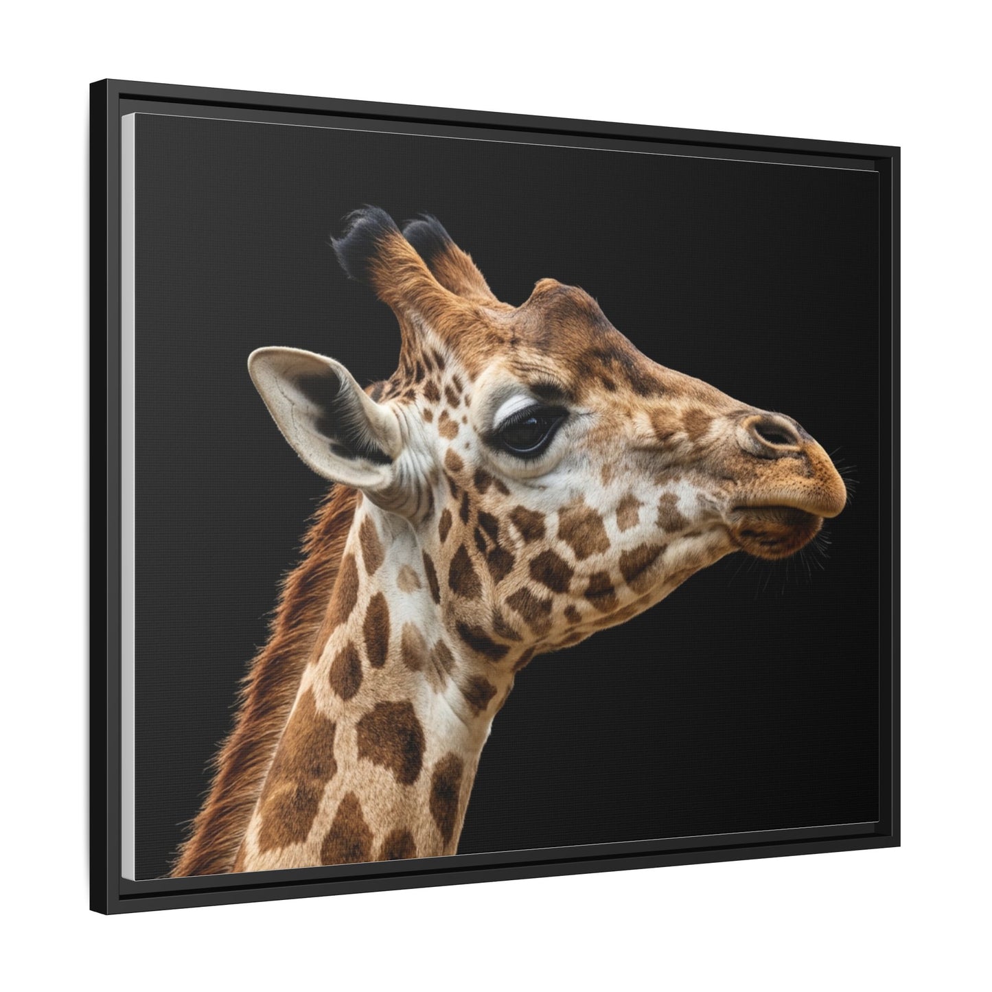 Framed Canvas Print — Giraffe In Colour
