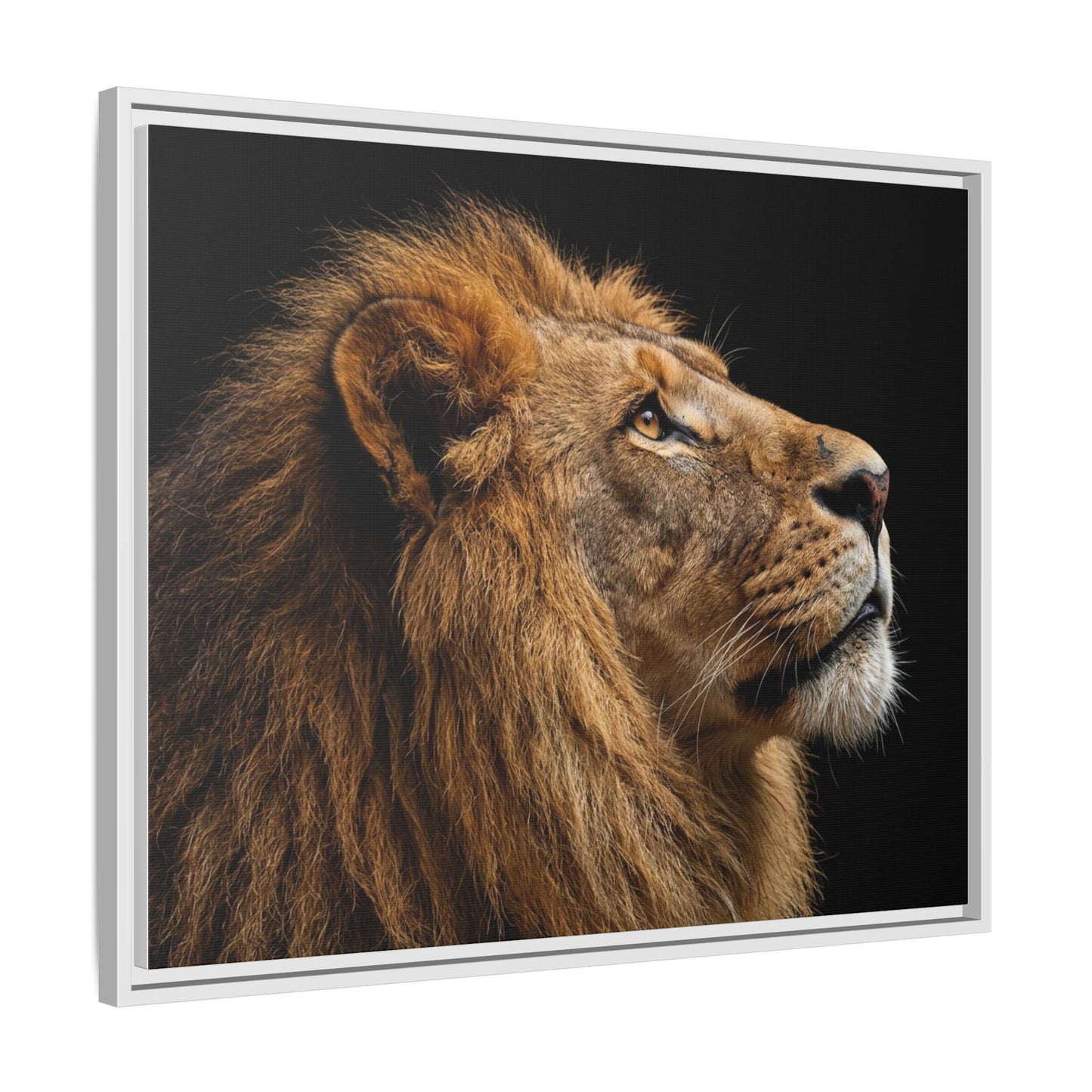 Framed Canvas Print — Lion In Colour