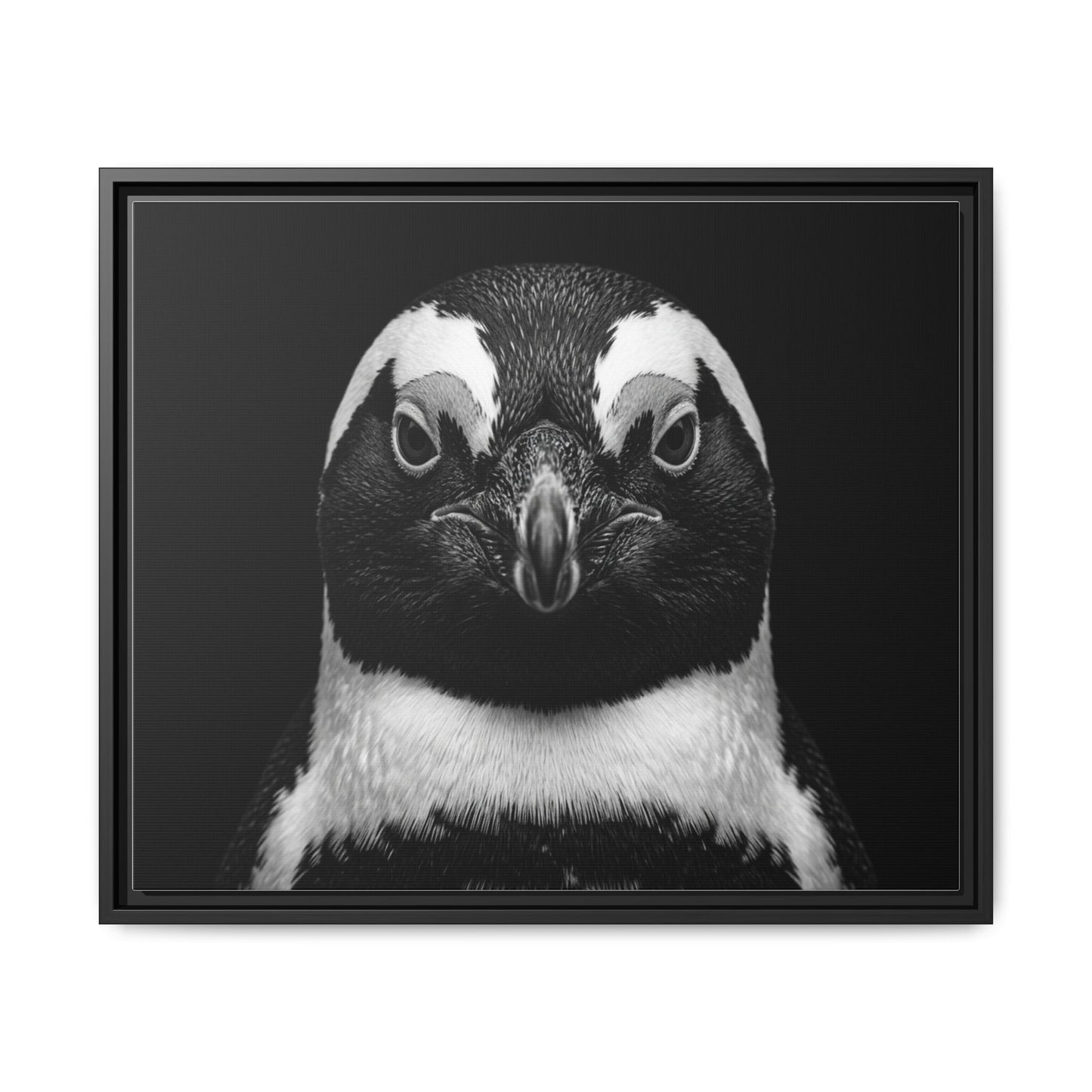 Framed Canvas Print — Afrikan Penguin In Black