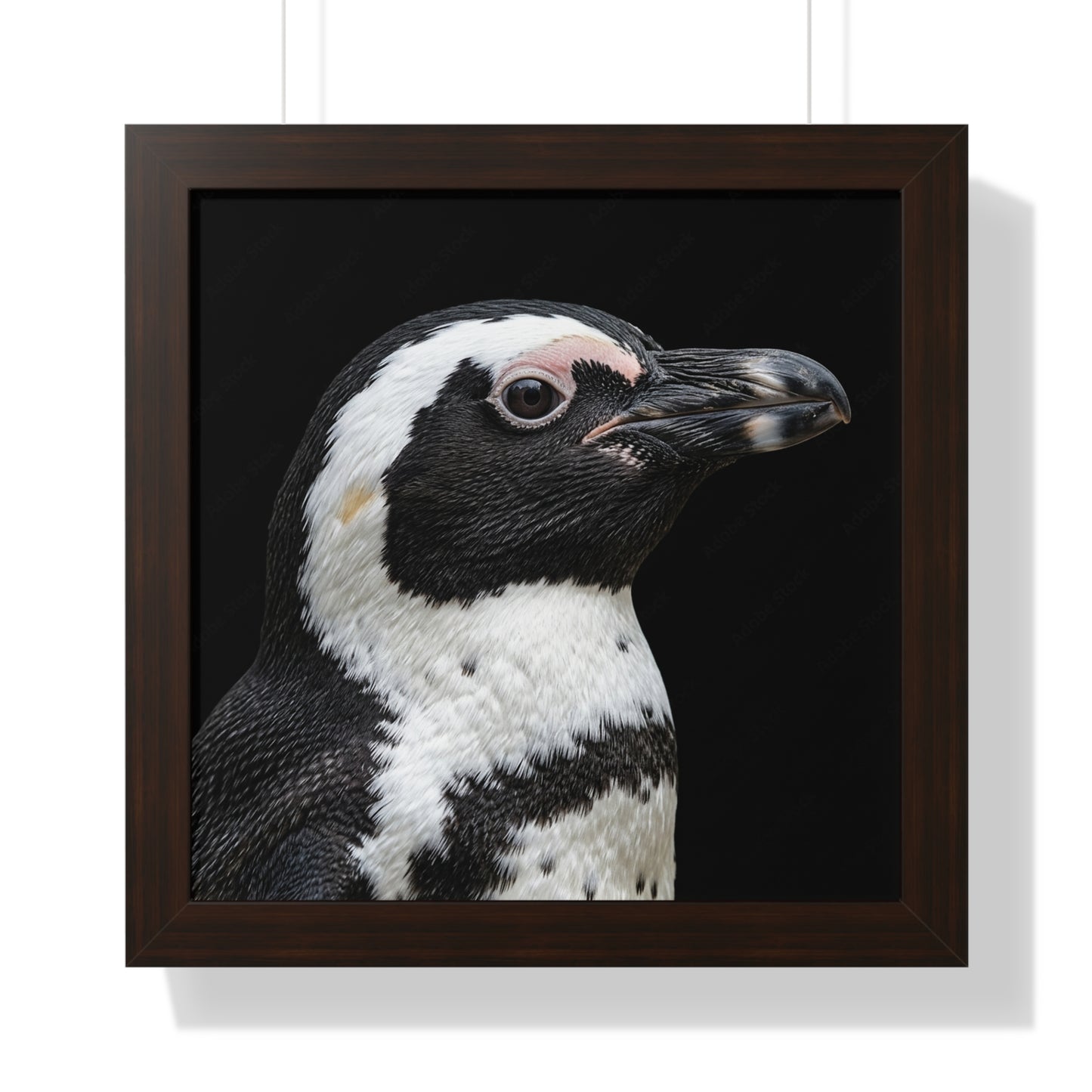 Framed Art Print – Afrikan Penguin In Colour