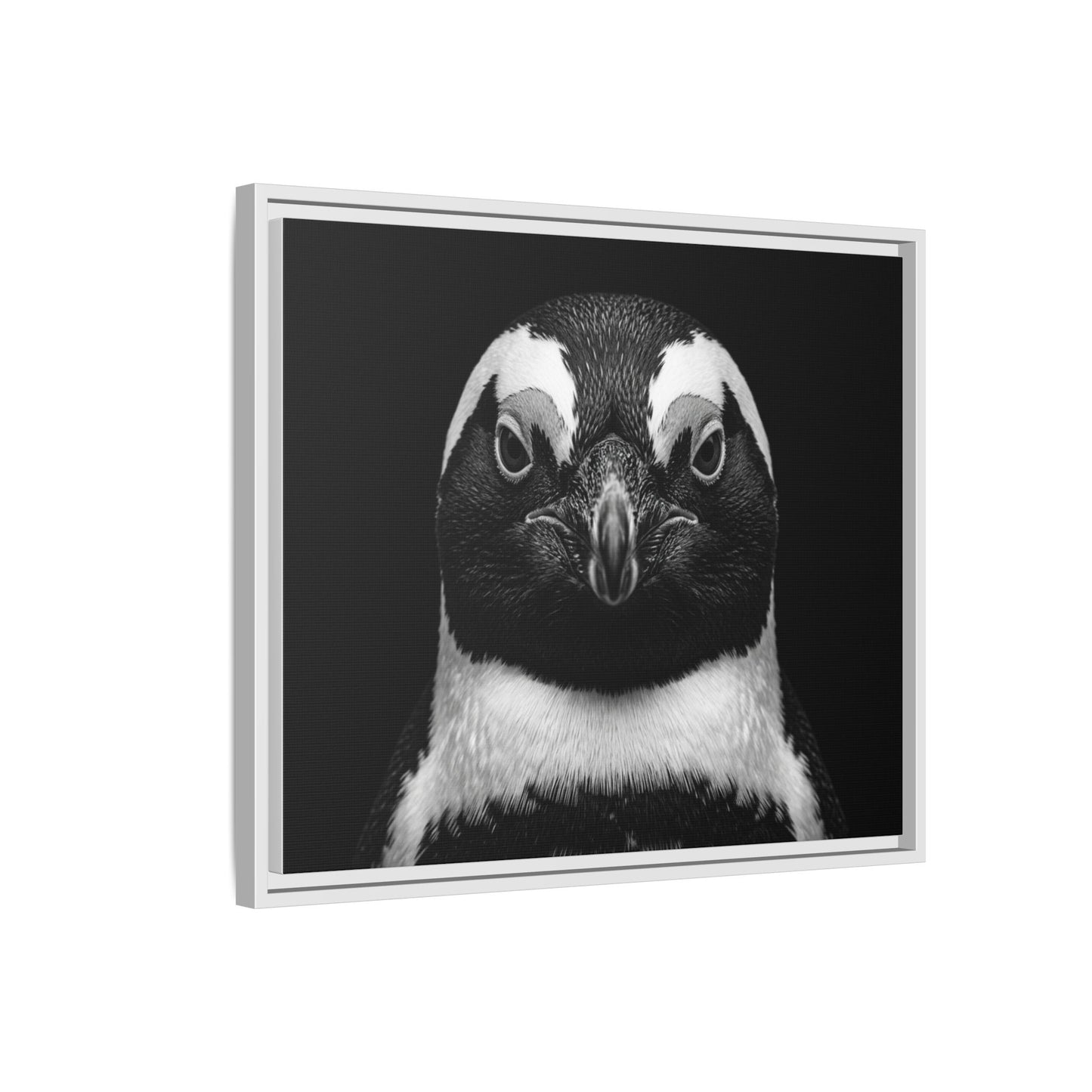 Framed Canvas Print — Afrikan Penguin In Black