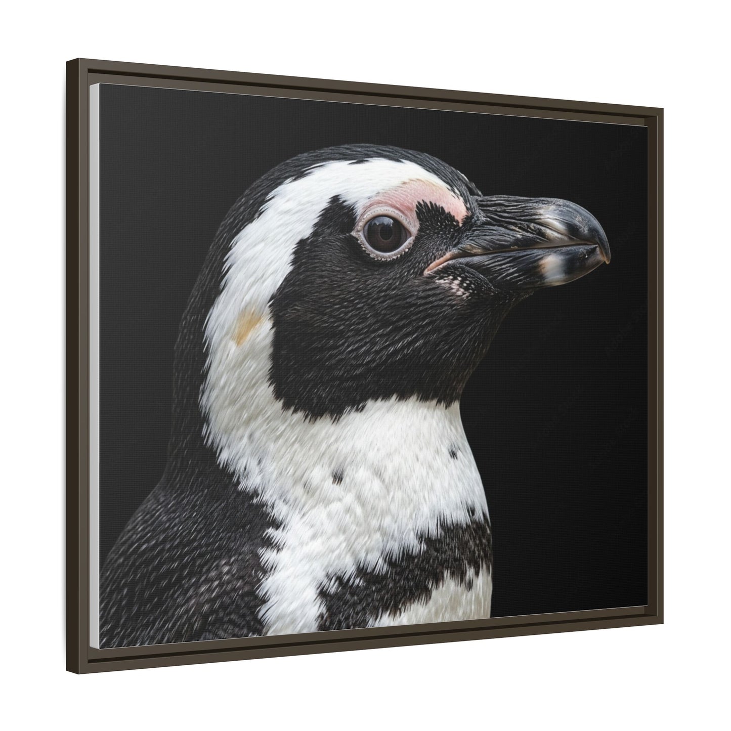 Framed Canvas Print — Afrikan Penguin In Colour