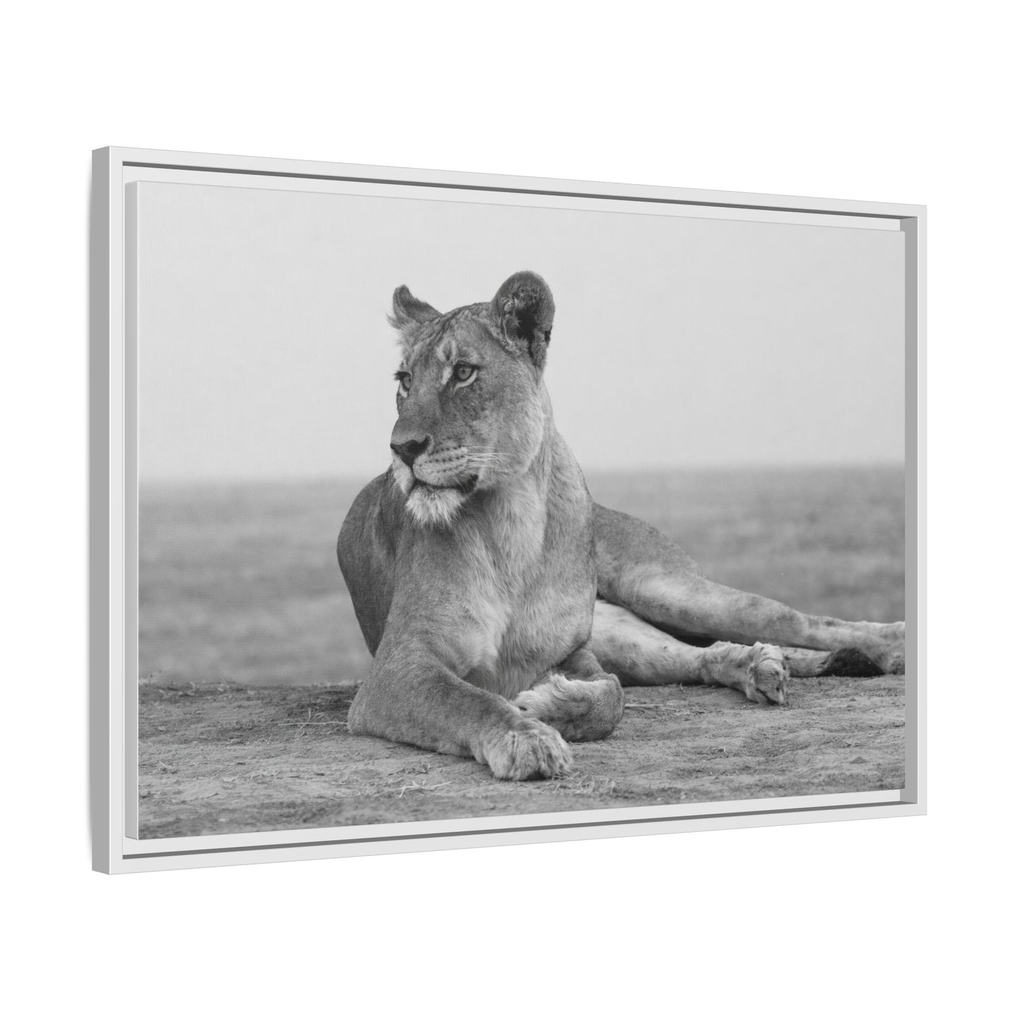 Framed Canvas Print — Lioness In Repose