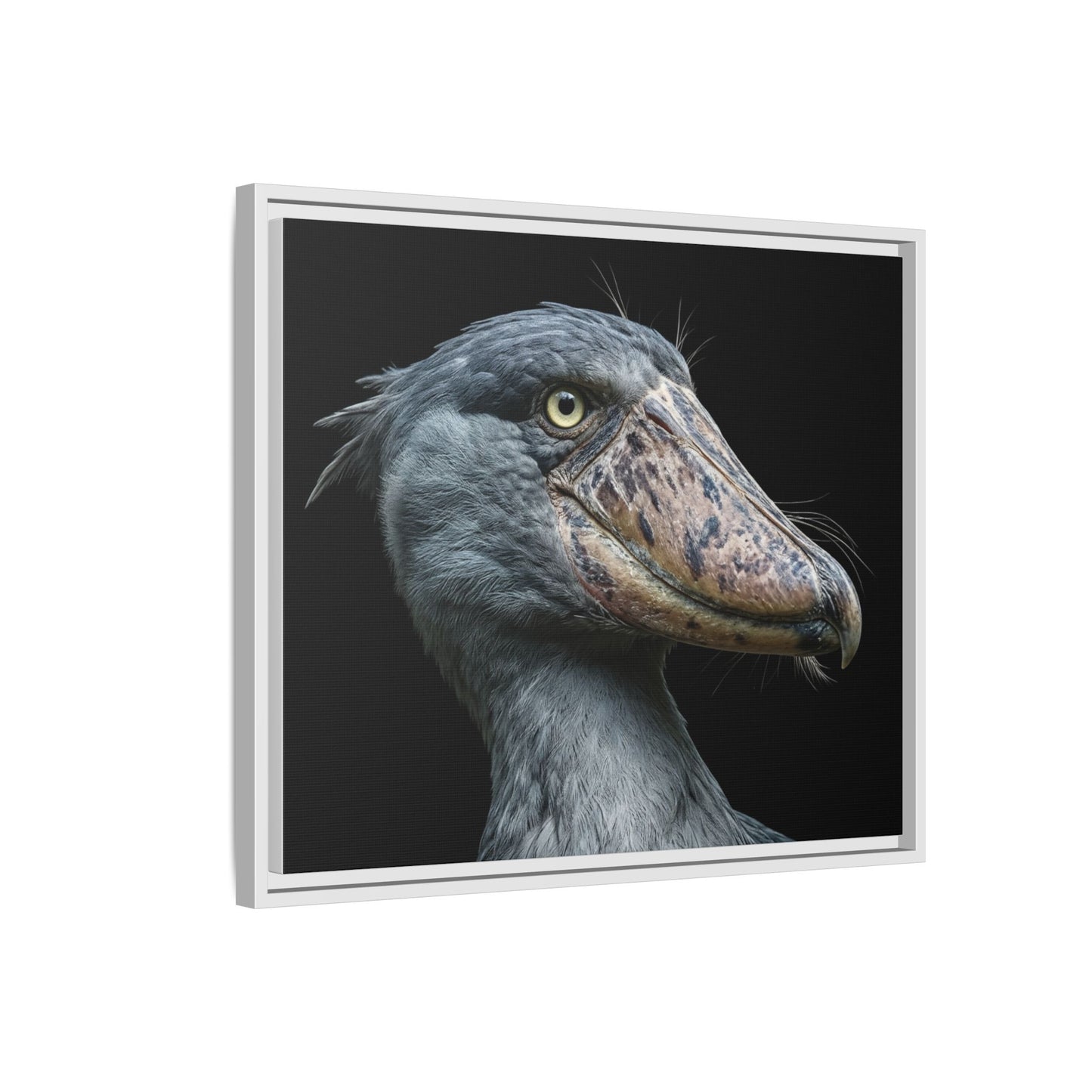 Framed Canvas Print — Shoebill Stork In Colour
