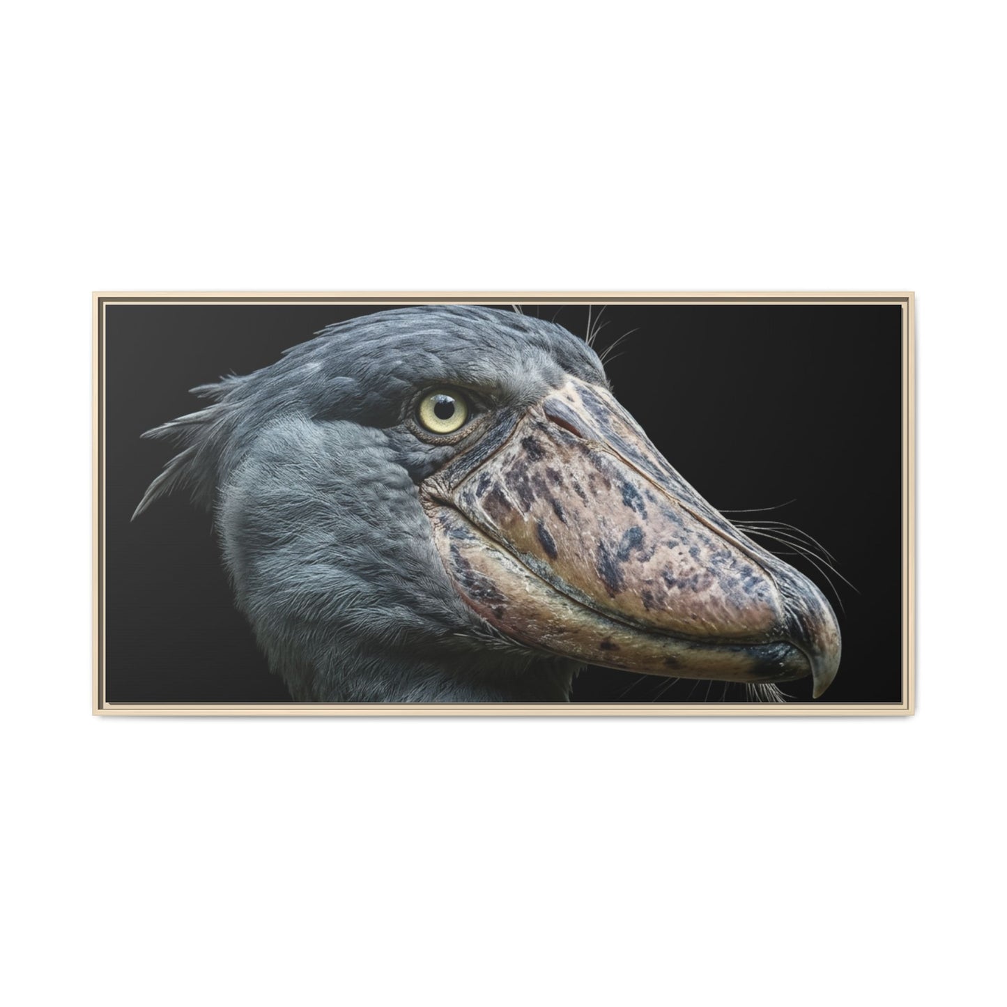 Framed Canvas Print — Shoebill Stork In Colour
