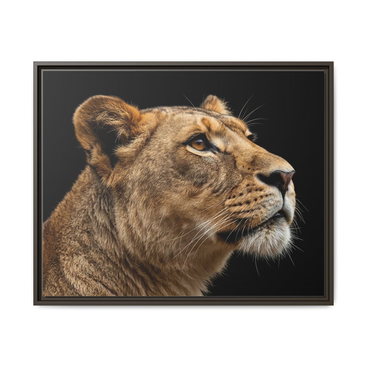 Framed Canvas Print — Lioness In Colour