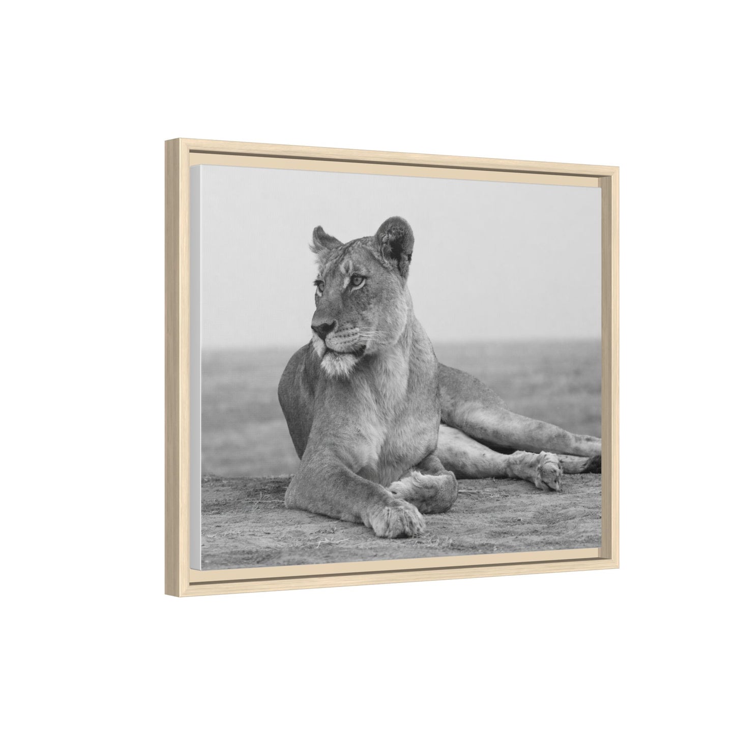 Framed Canvas Print — Lioness In Repose