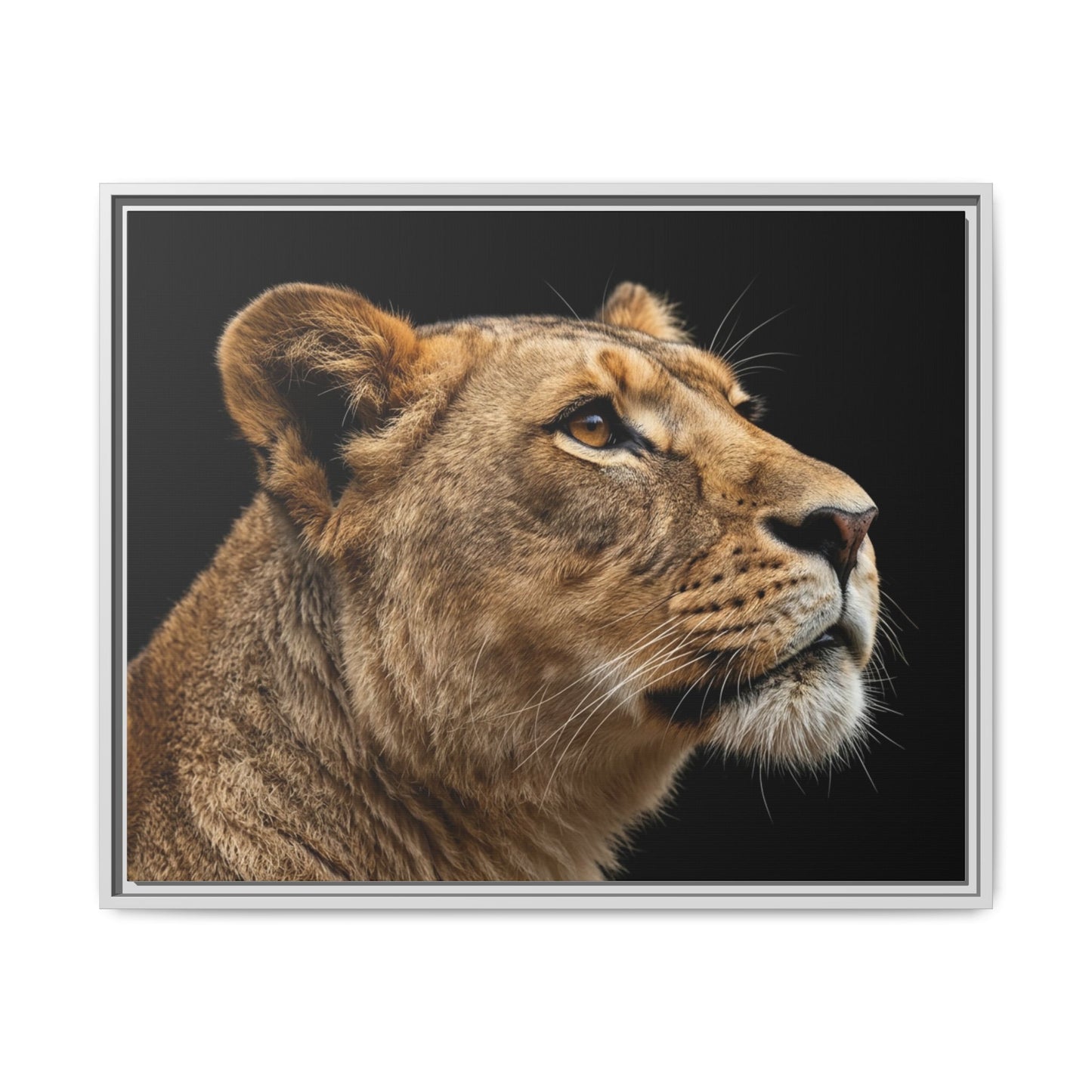 Framed Canvas Print — Lioness In Colour