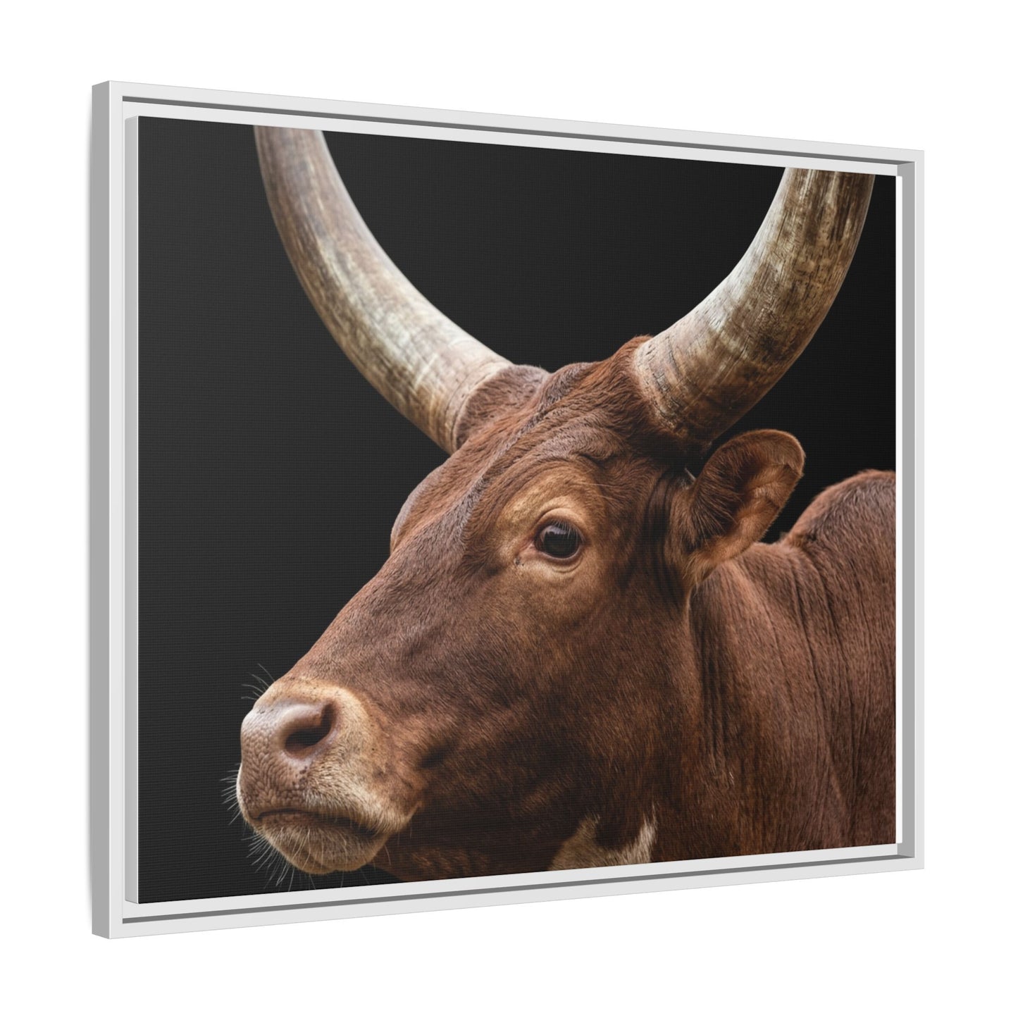 Framed Canvas Print — Ankole Cow In Colour