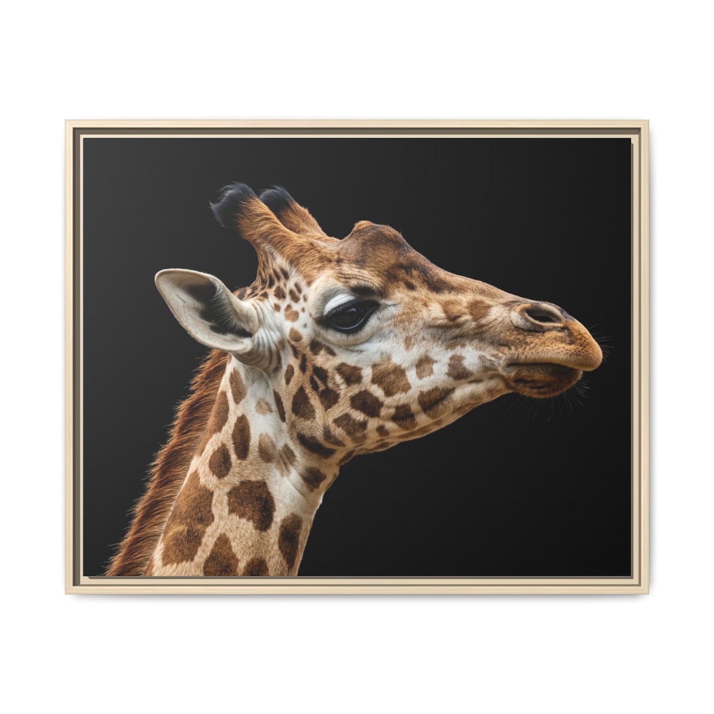 Framed Canvas Print — Giraffe In Colour
