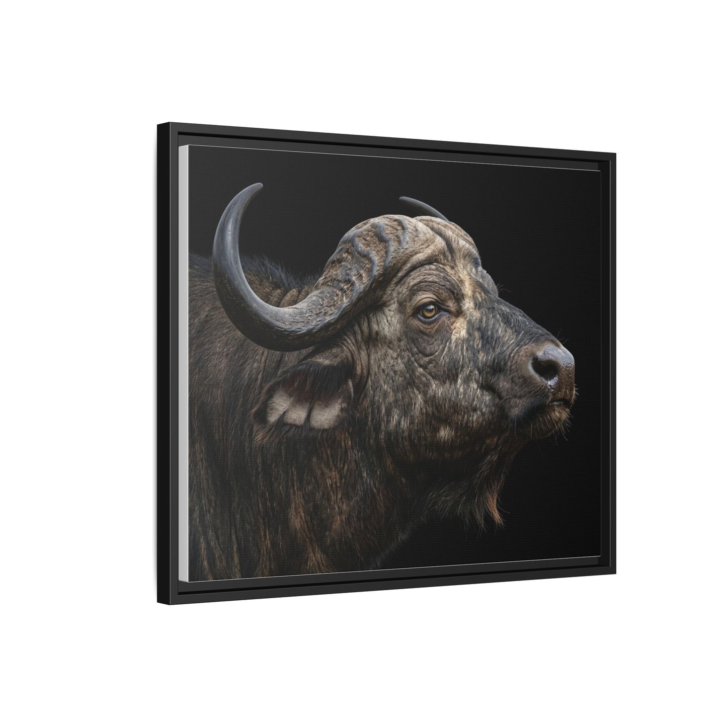 Framed Canvas Print — Cape Buffalo In Colour