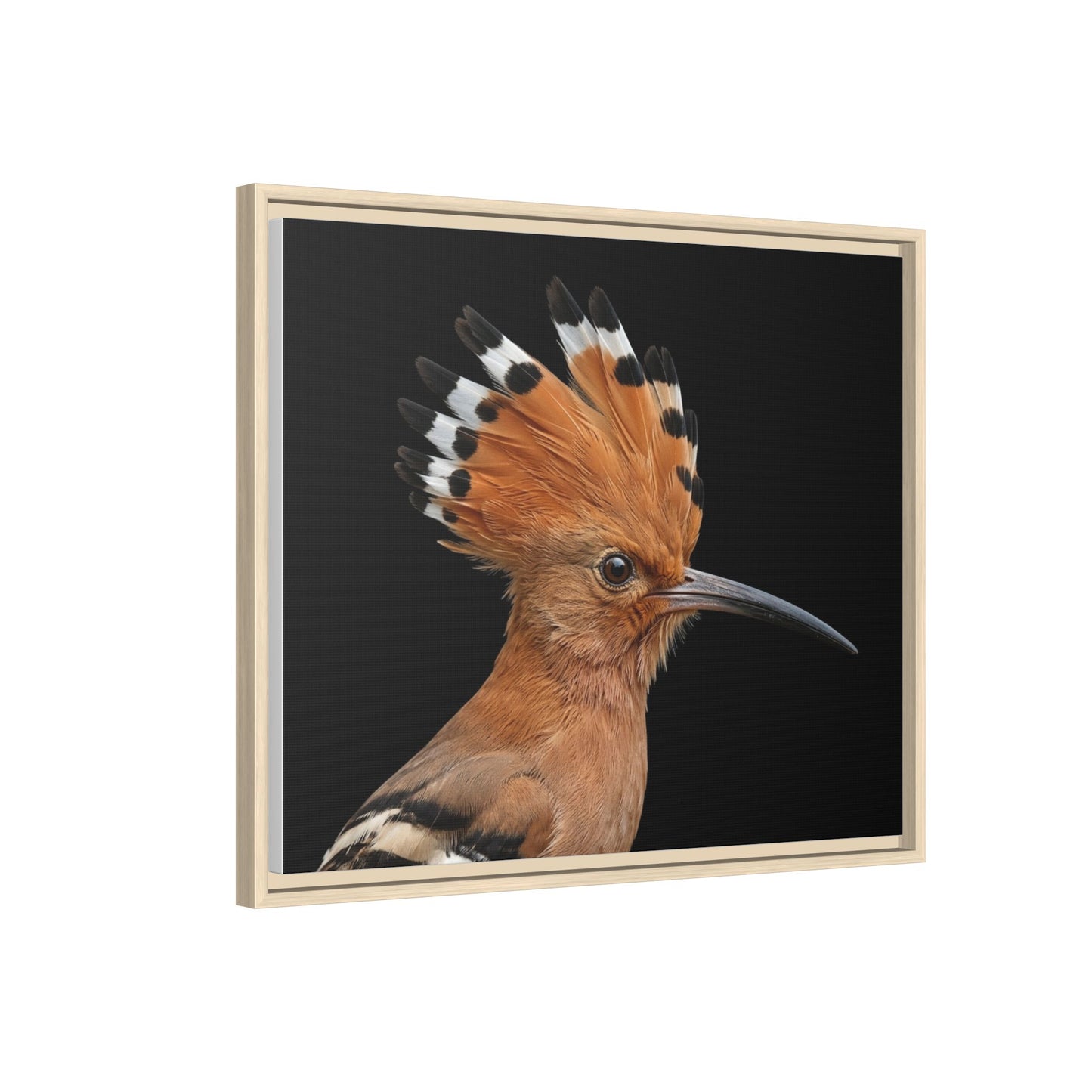 Framed Canvas Print — Afrikan Hoopoe In Colour