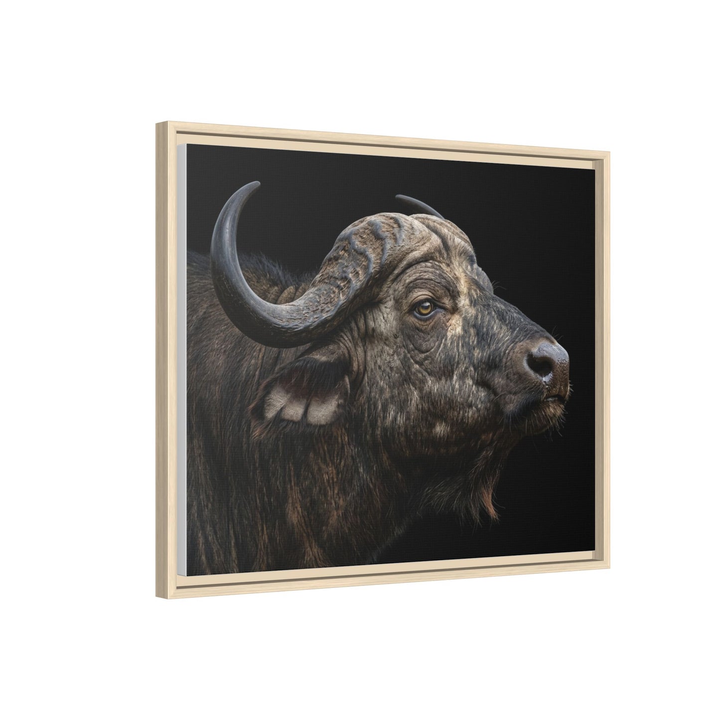 Framed Canvas Print — Cape Buffalo In Colour