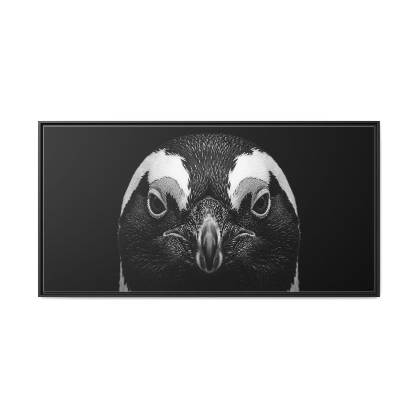 Framed Canvas Print — Afrikan Penguin In Black