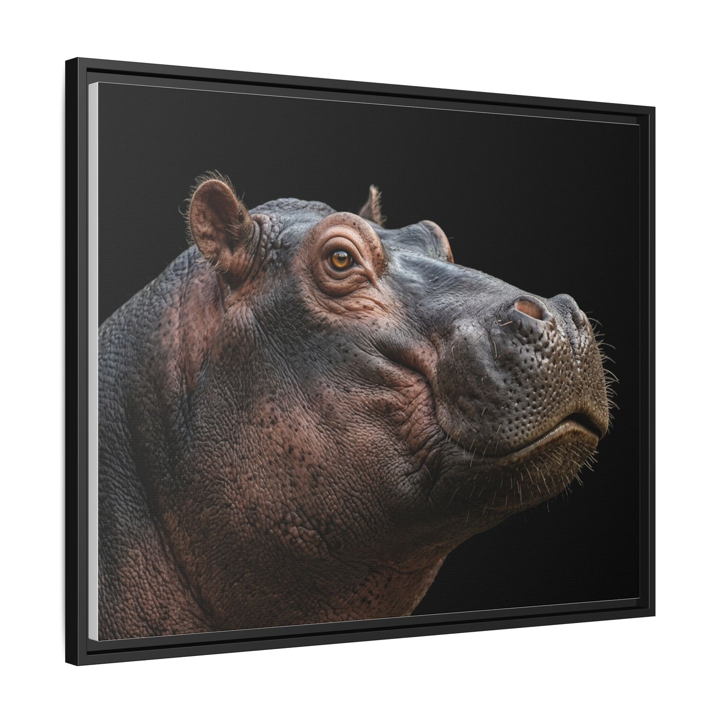 Framed Canvas Print — Hippopotamos In Colour