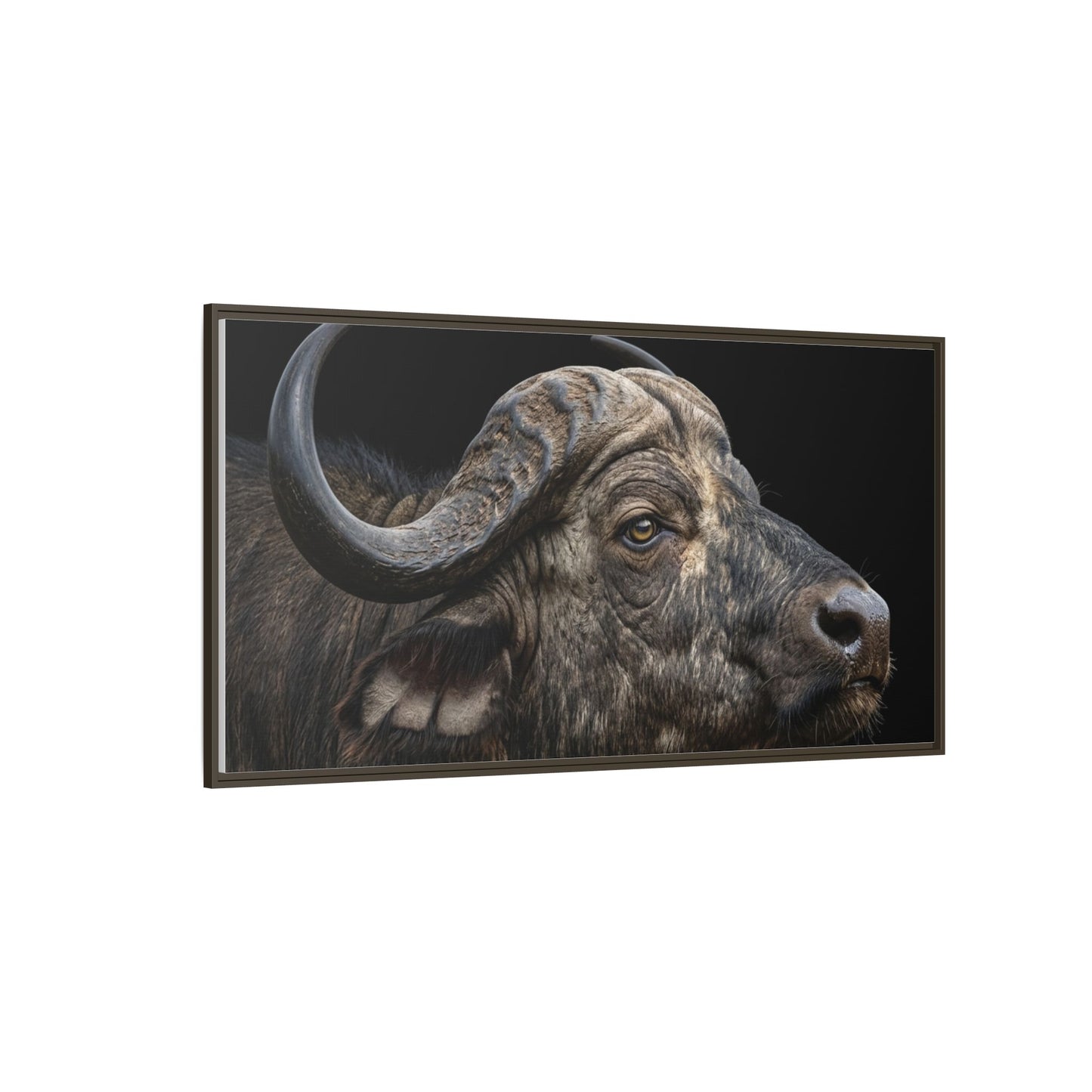 Framed Canvas Print — Cape Buffalo In Colour