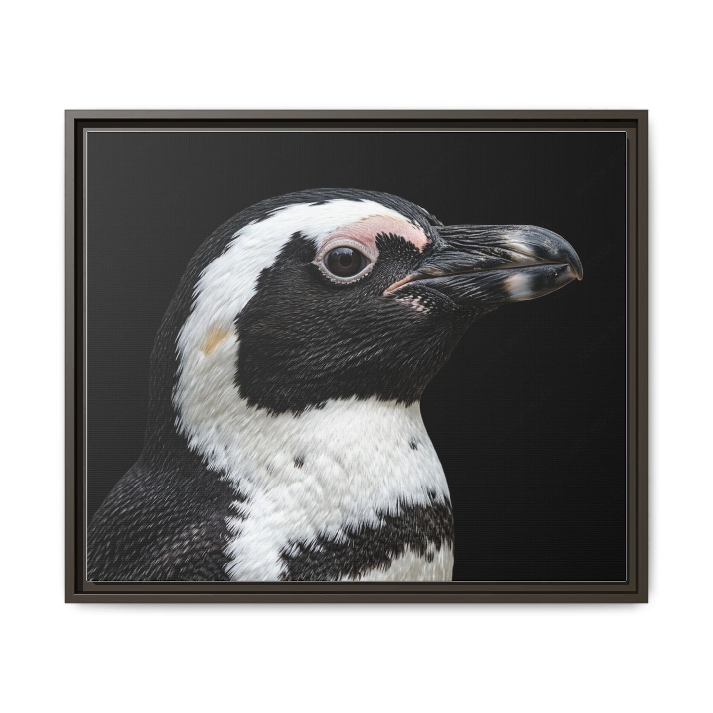 Framed Canvas Print — Afrikan Penguin In Colour
