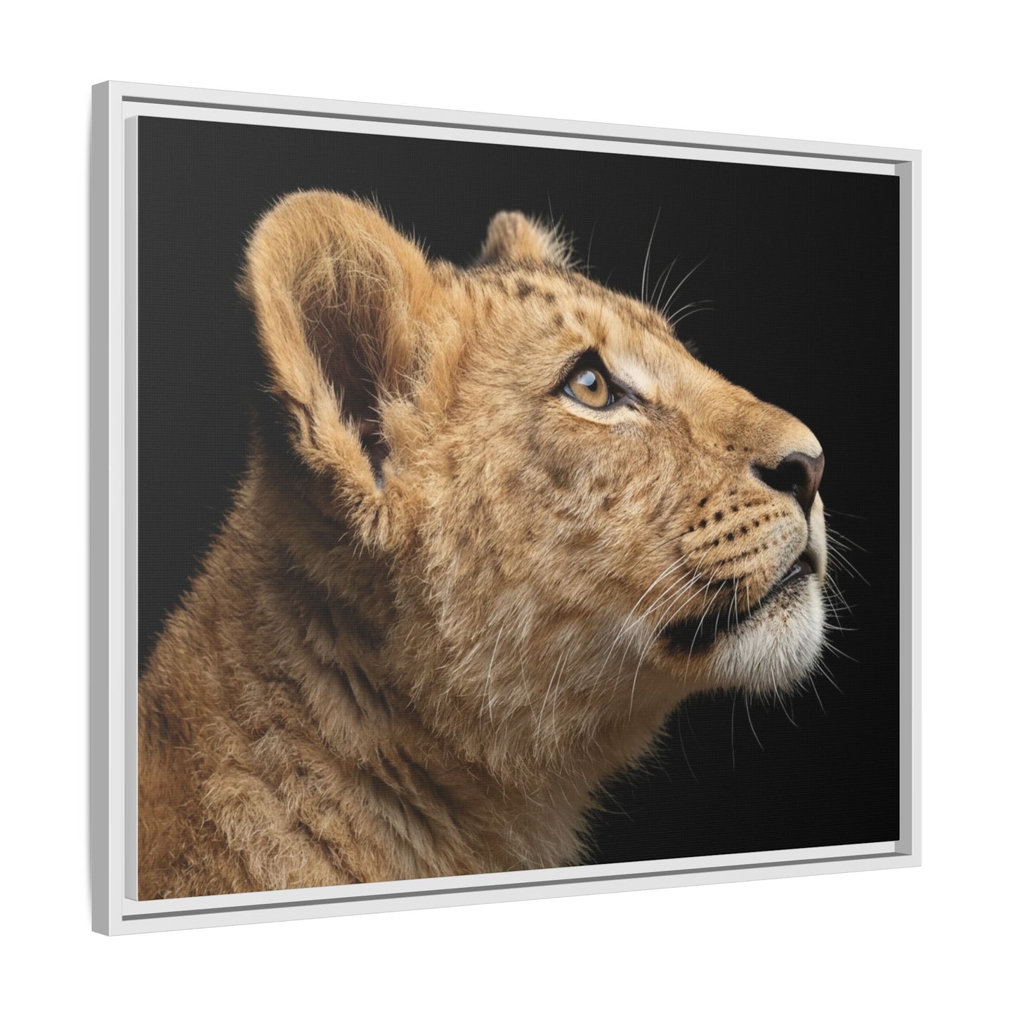Framed Canvas Print — Lion Cub In Colour