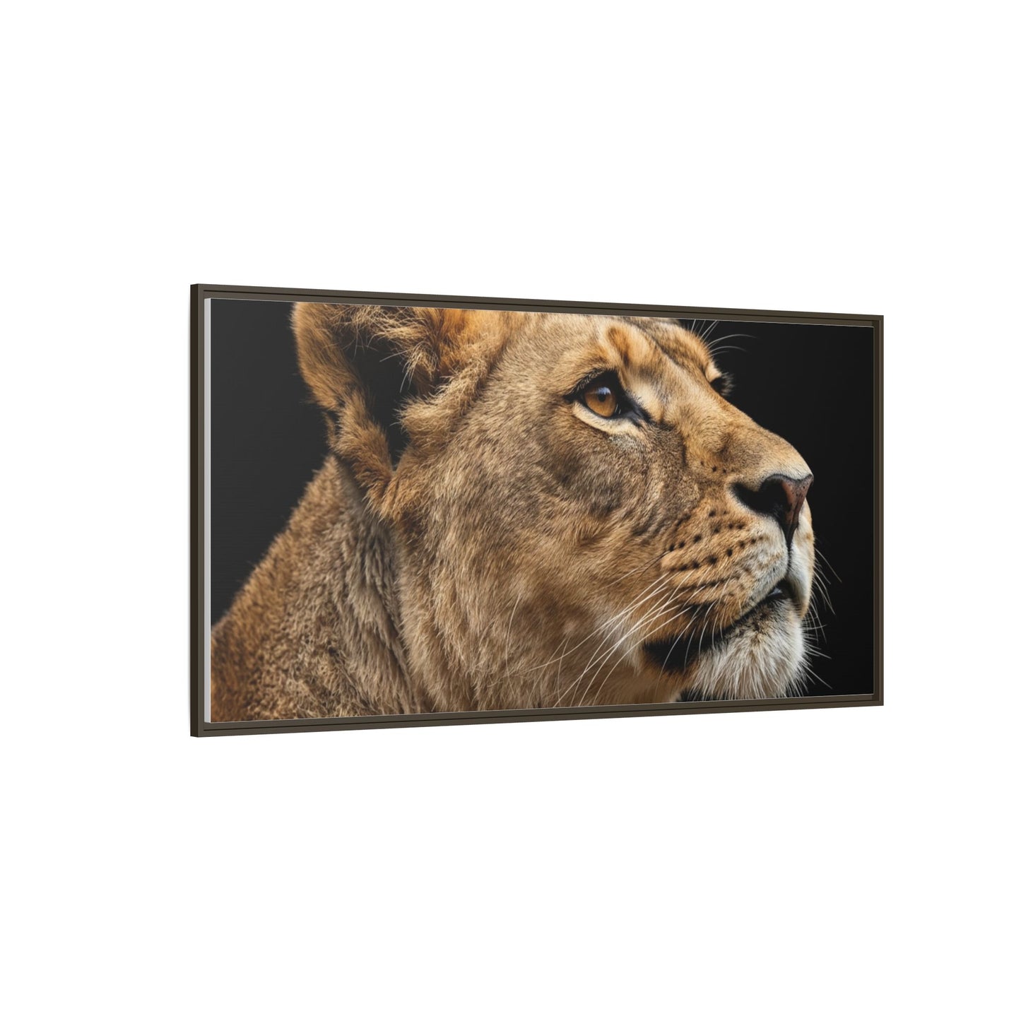 Framed Canvas Print — Lioness In Colour