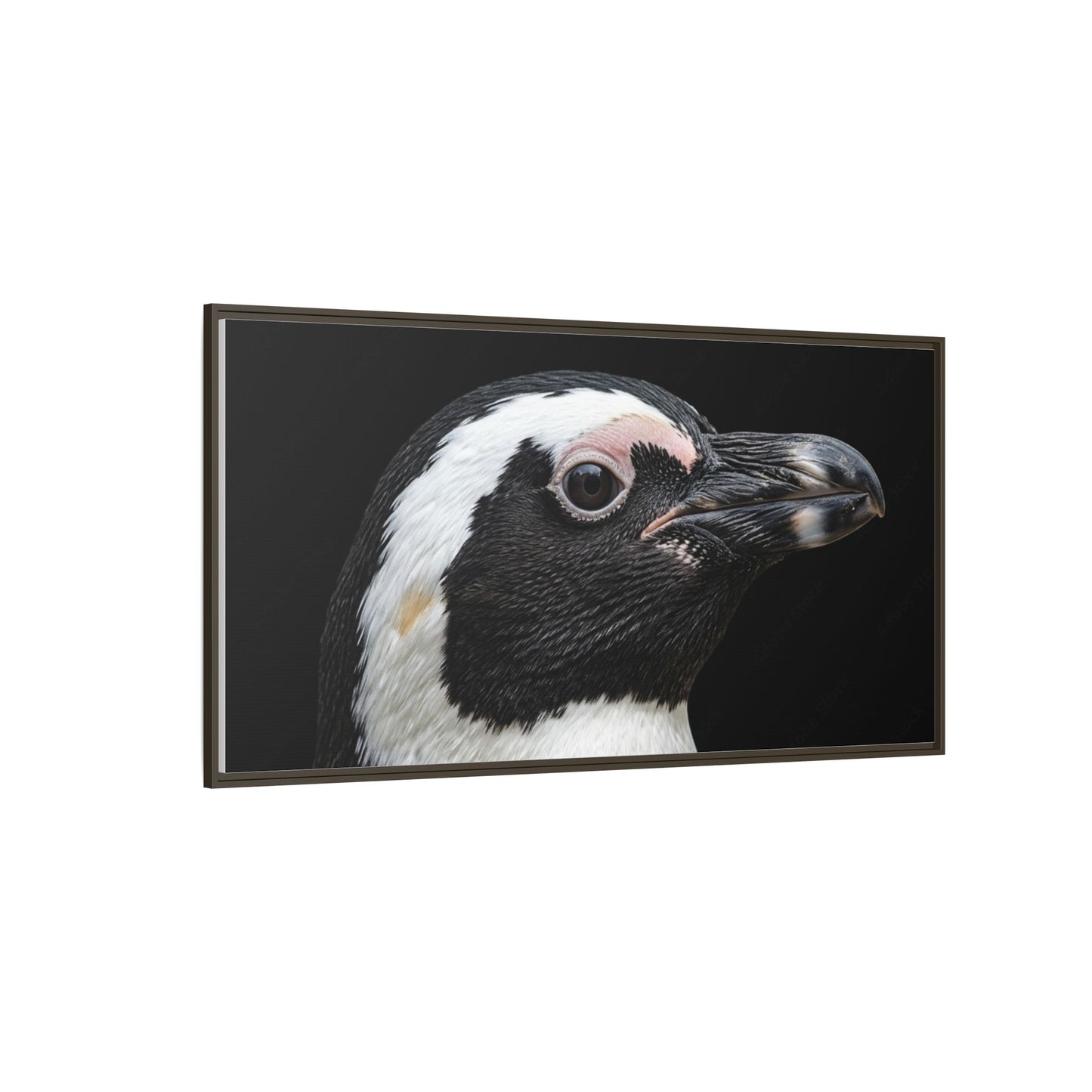 Framed Canvas Print — Afrikan Penguin In Colour