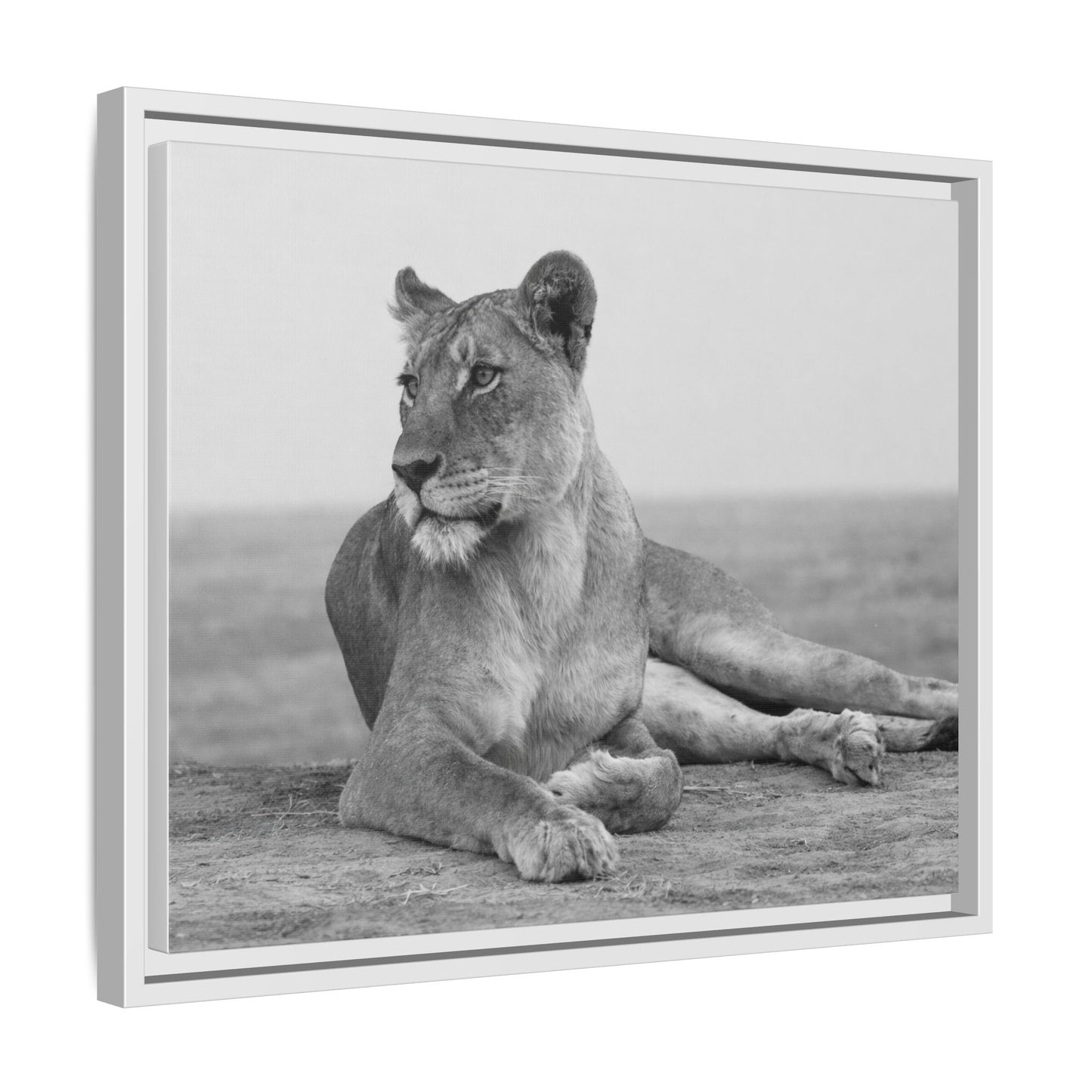 Framed Canvas Print — Lioness In Repose