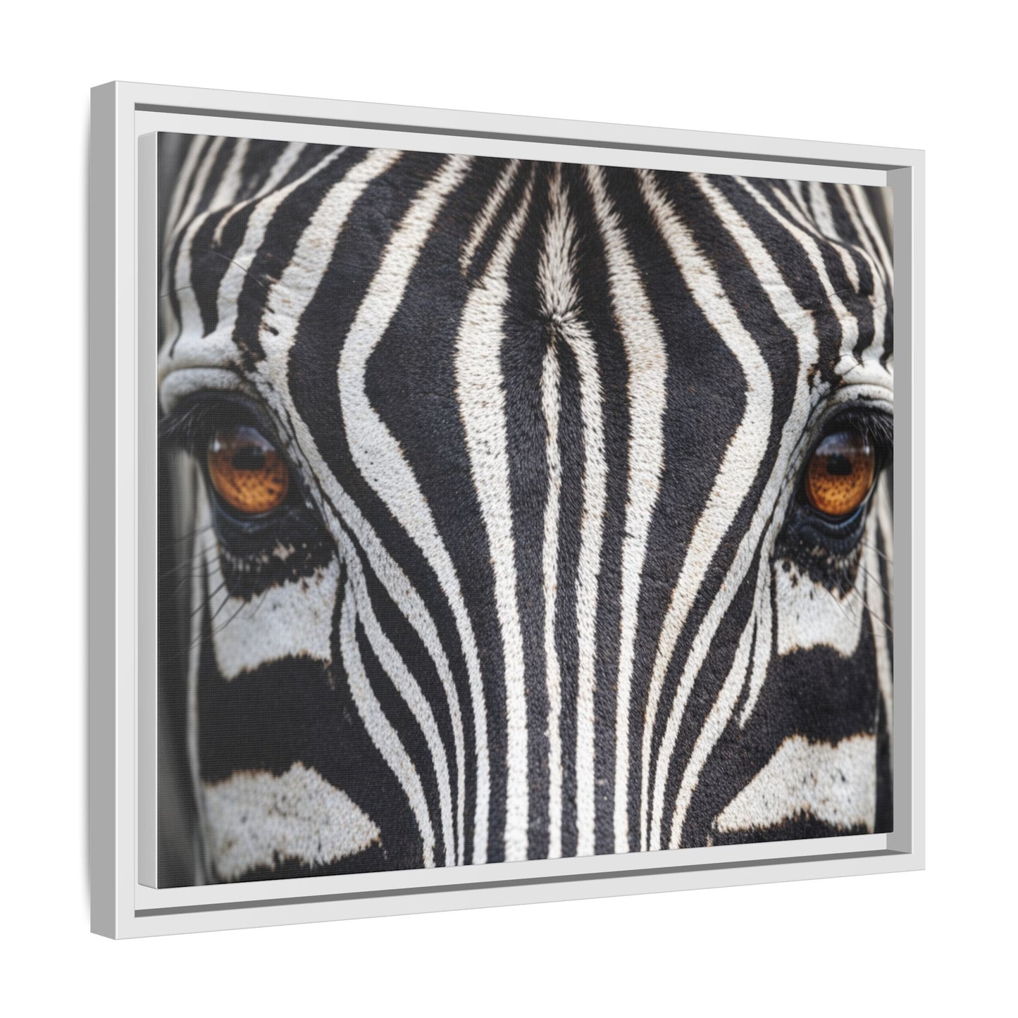 Framed Canvas Print — Zebra Gaze