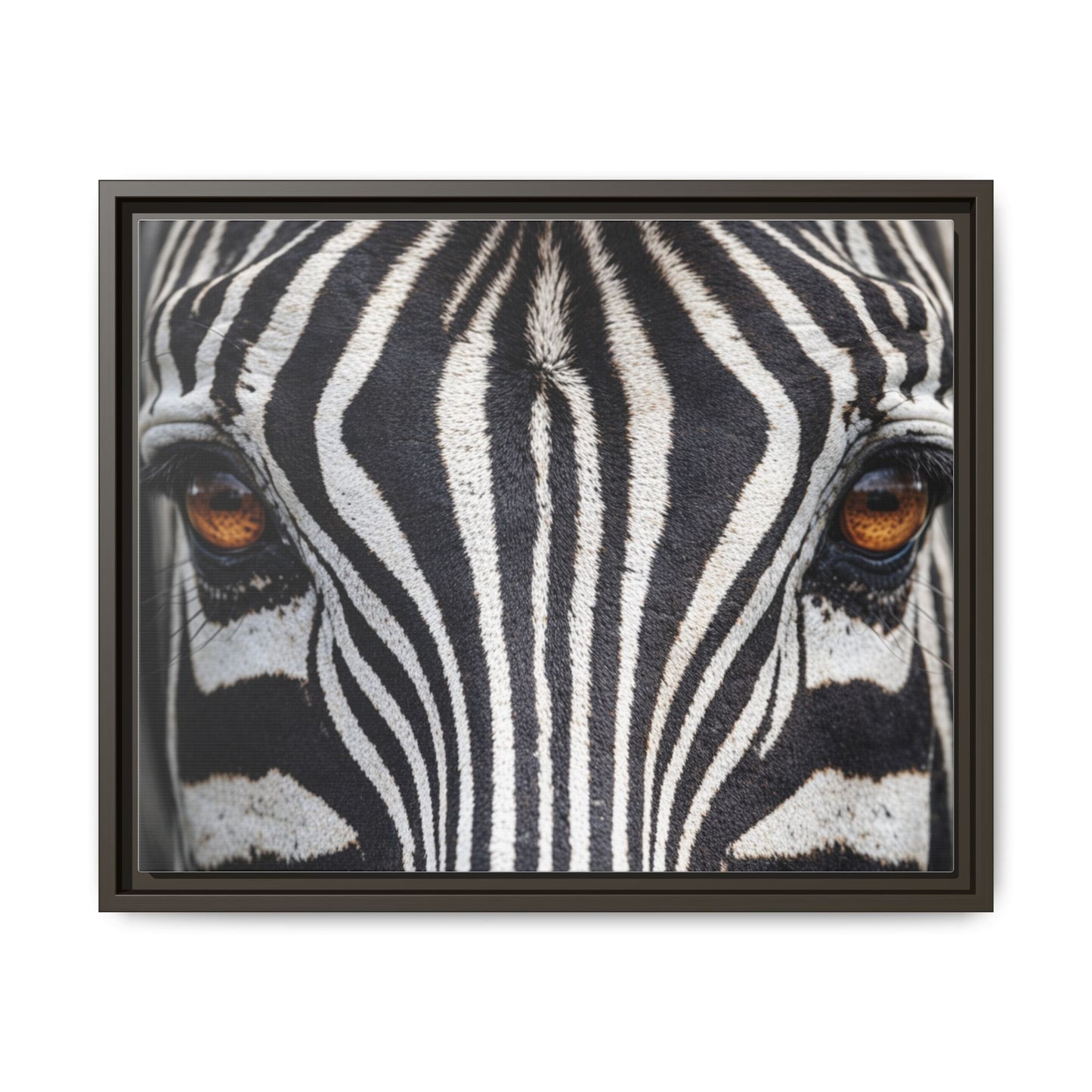 Framed Canvas Print — Zebra Gaze