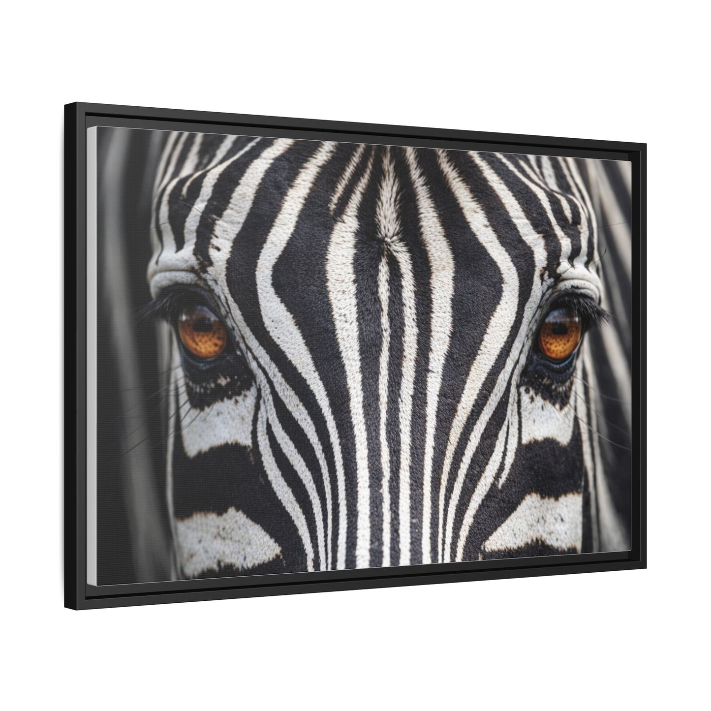 Framed Canvas Print — Zebra Gaze