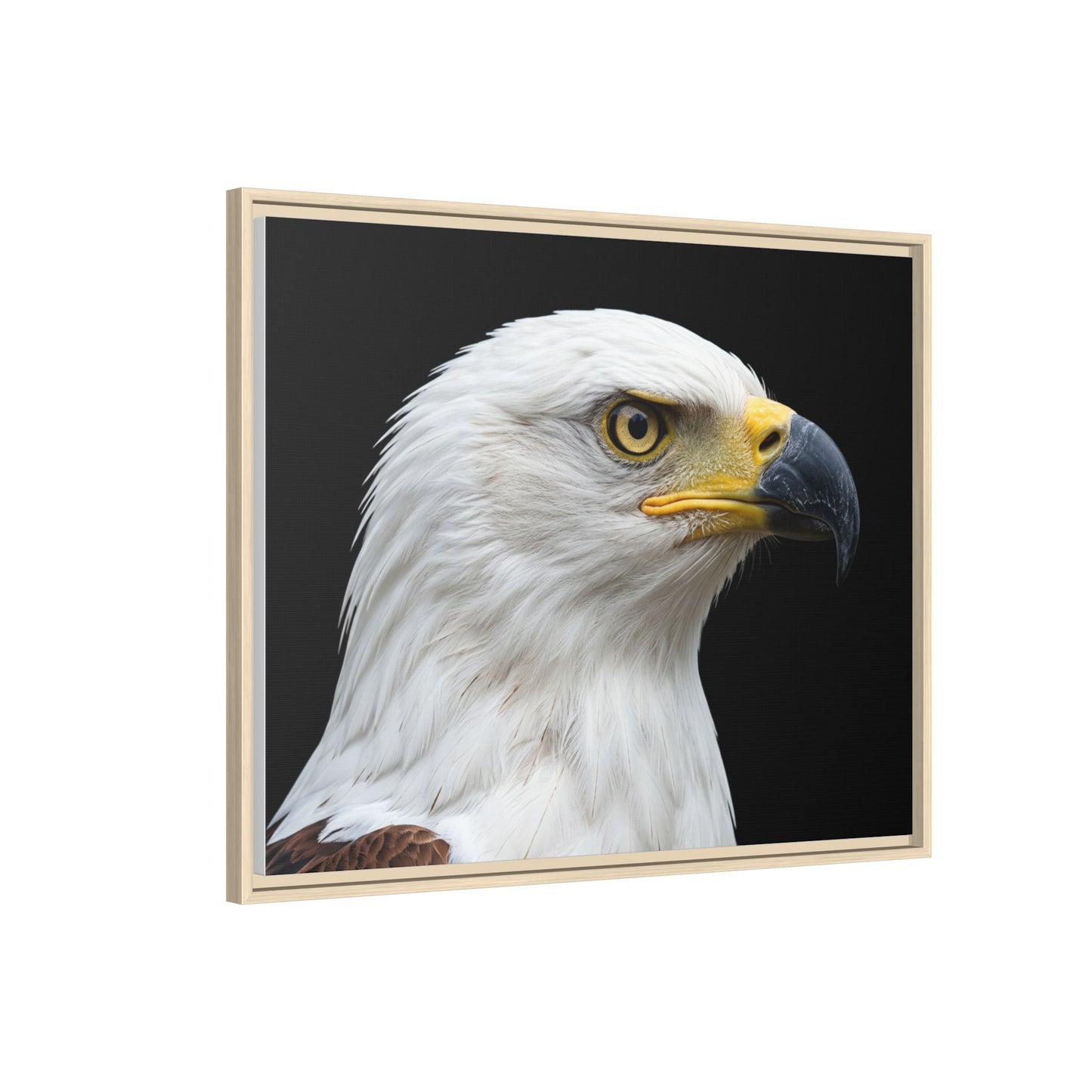 Framed Canvas Print — Fish Eagle In Colour