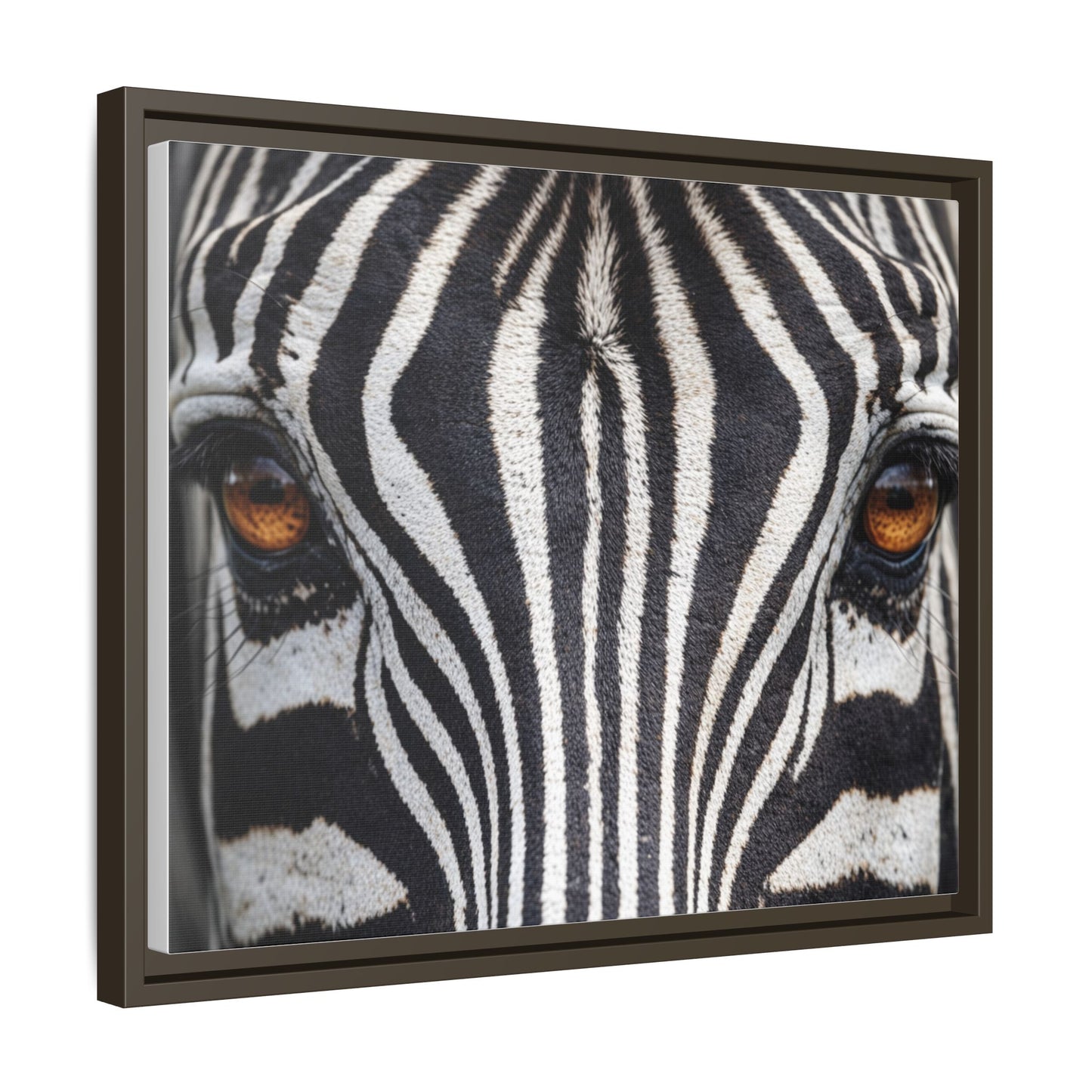 Framed Canvas Print — Zebra Gaze