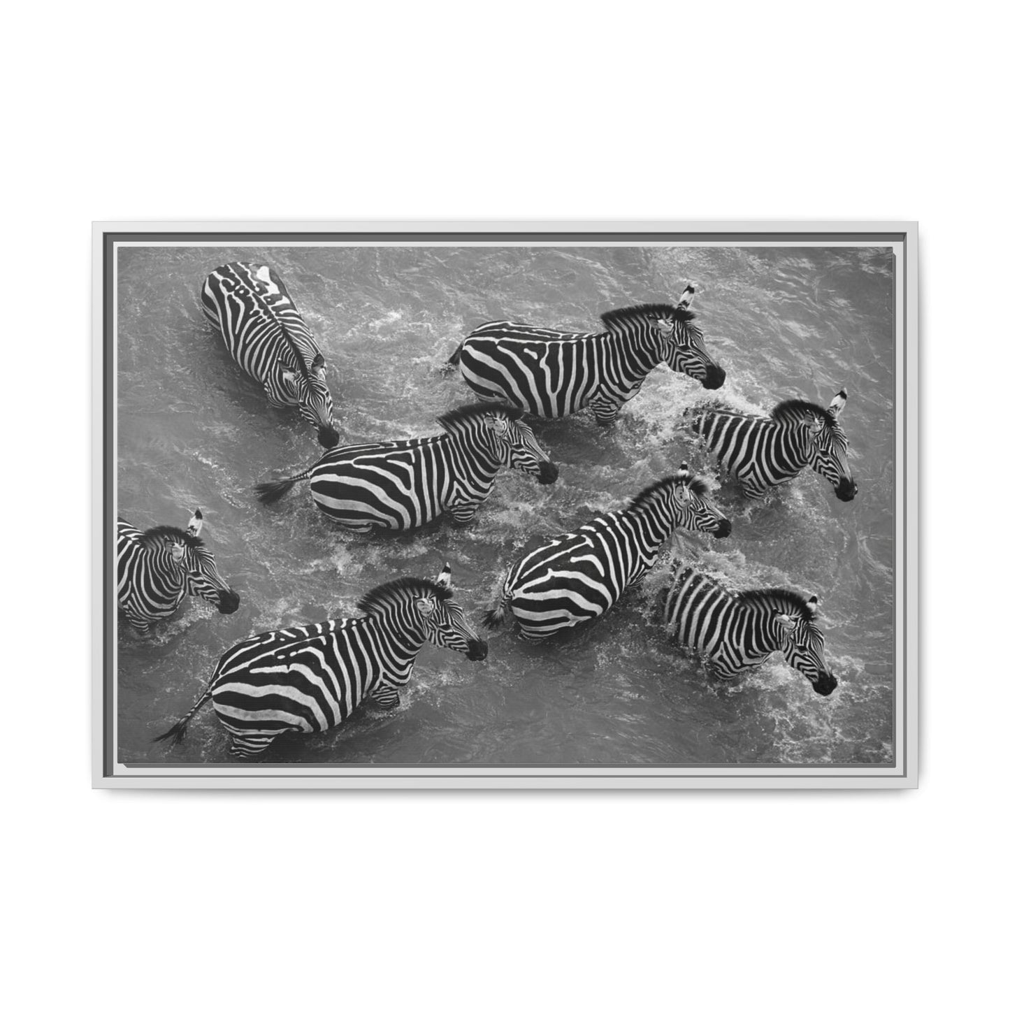Framed Canvas Print — Zebras In The River