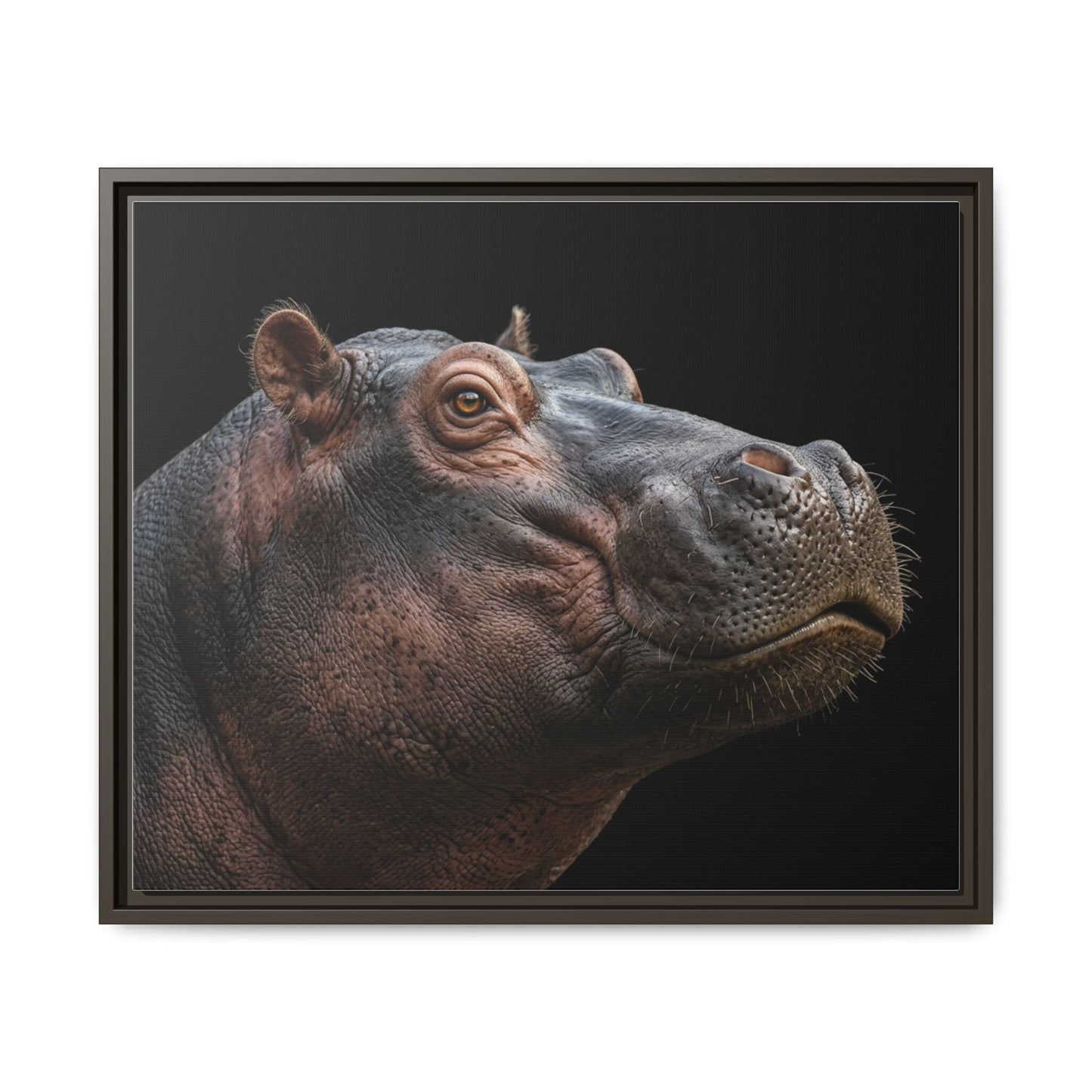 Framed Canvas Print — Hippopotamos In Colour
