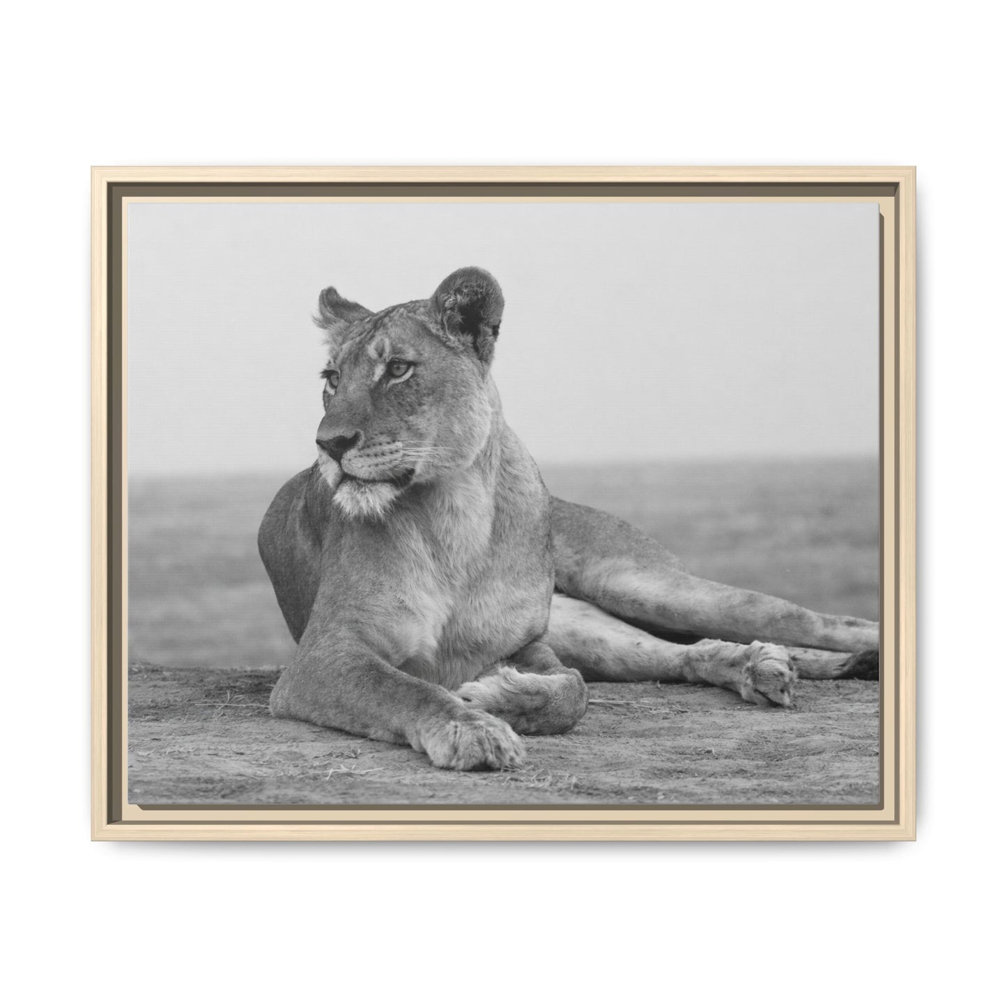 Framed Canvas Print — Lioness In Repose