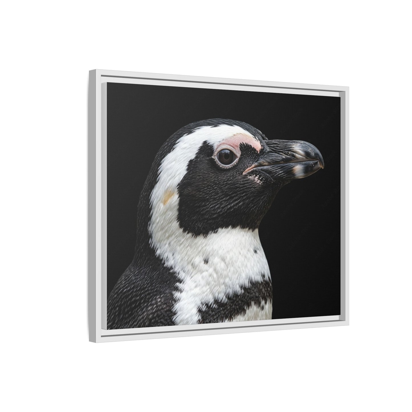 Framed Canvas Print — Afrikan Penguin In Colour