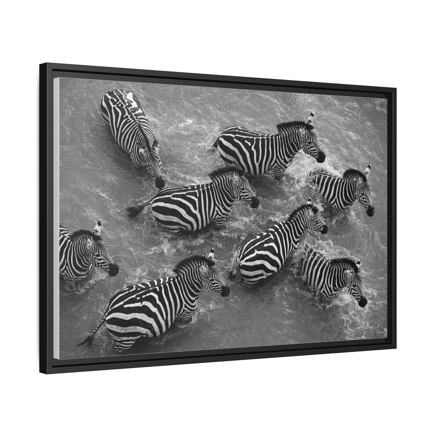 Framed Canvas Print — Zebras In The River