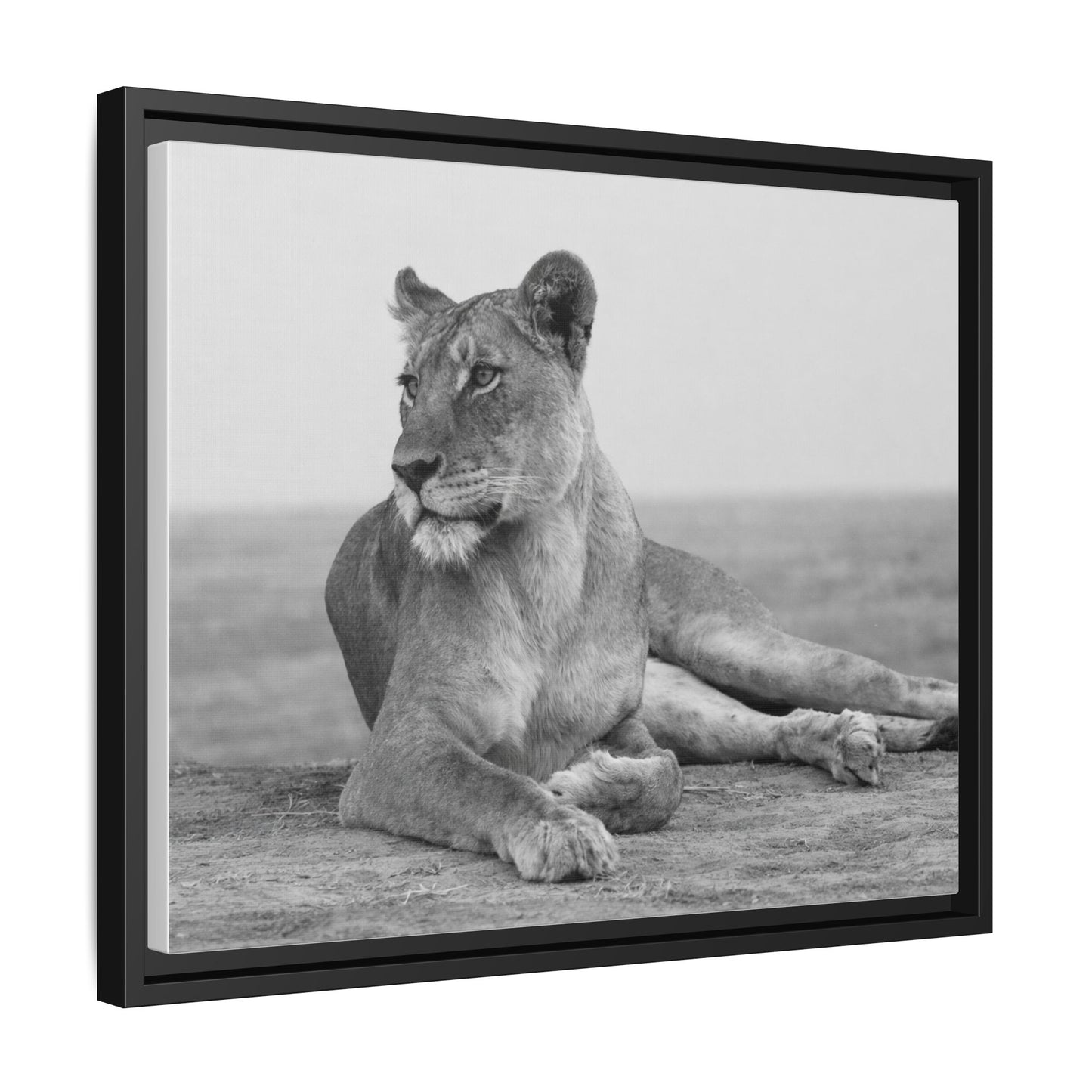 Framed Canvas Print — Lioness In Repose