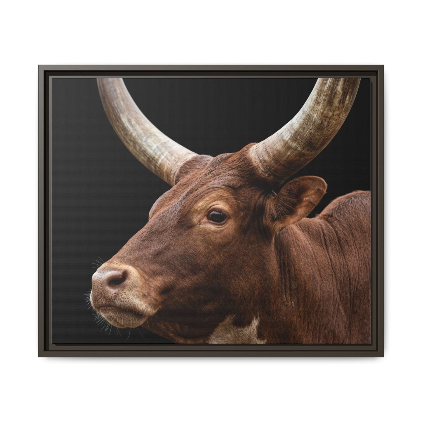 Framed Canvas Print — Ankole Cow In Colour