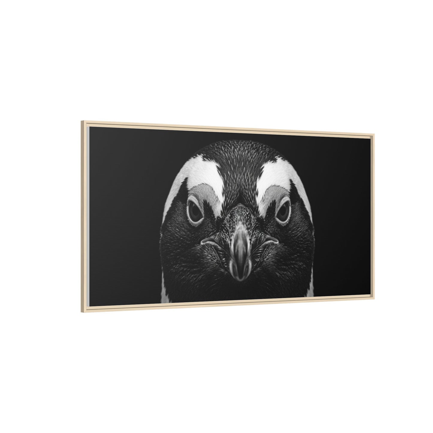 Framed Canvas Print — Afrikan Penguin In Black