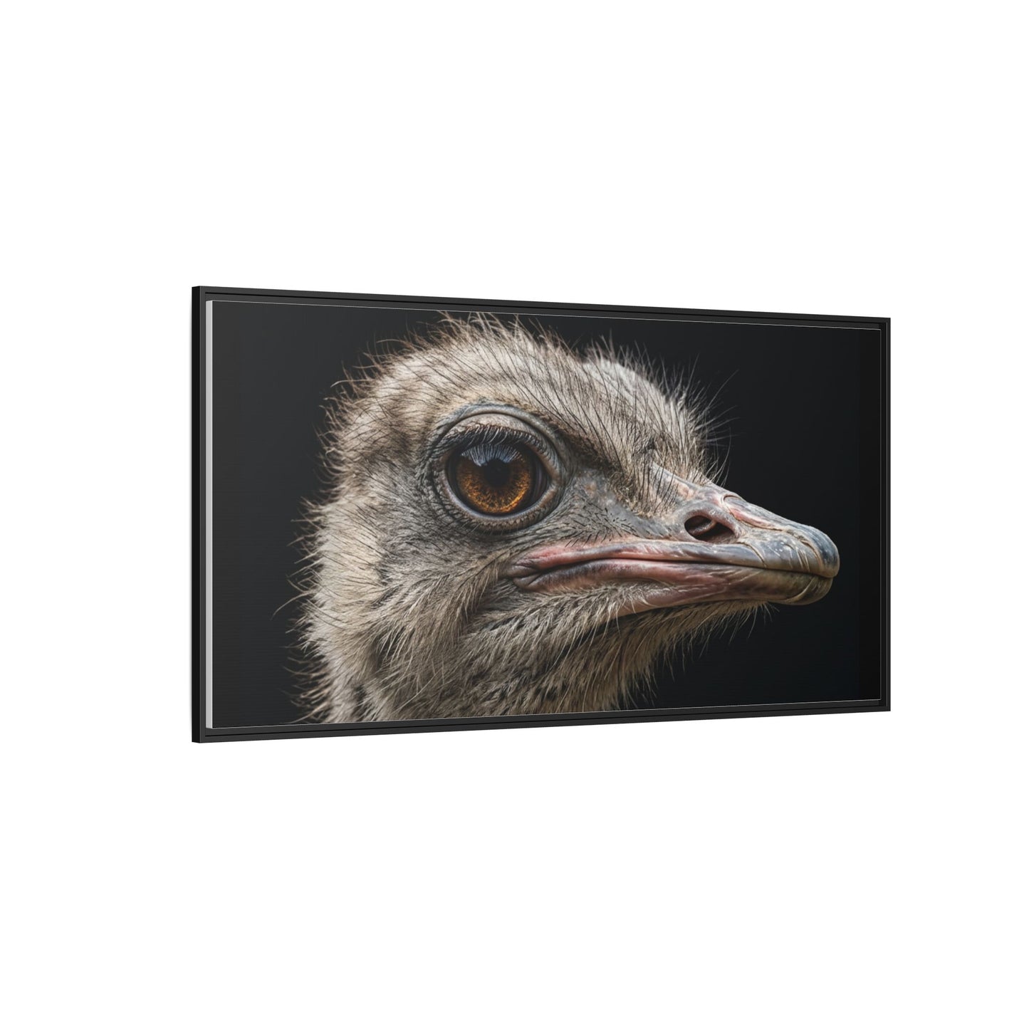 Framed Canvas Print — Ostrich In Colour
