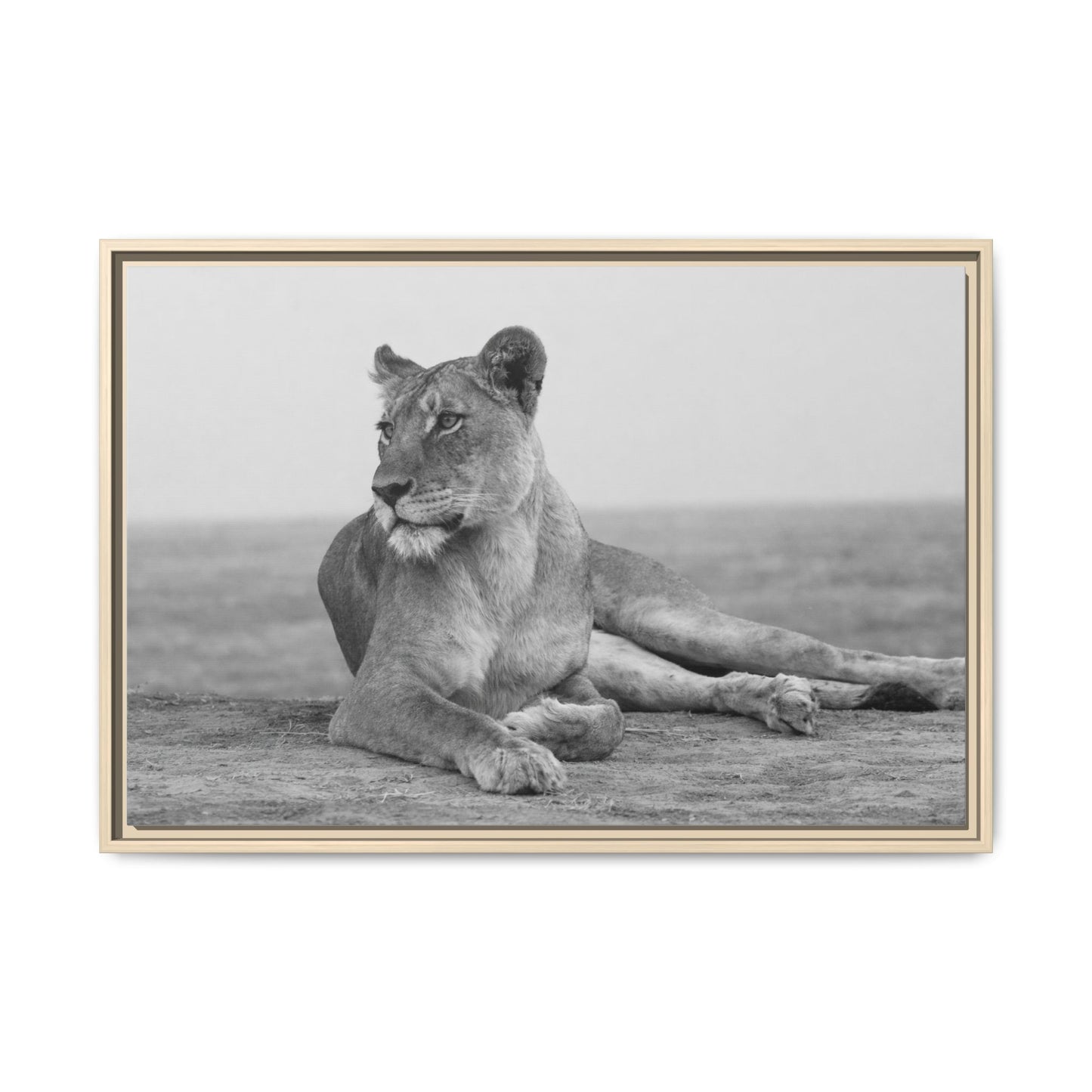 Framed Canvas Print — Lioness In Repose