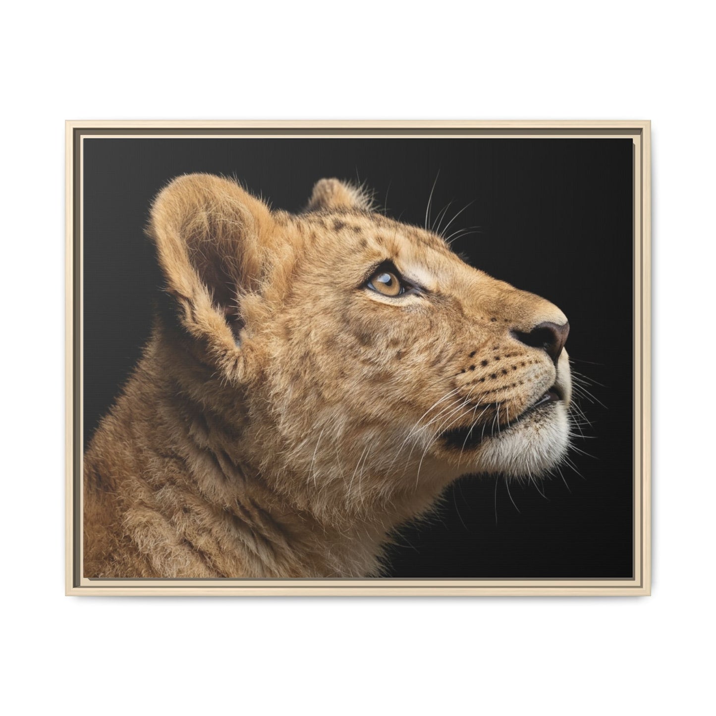 Framed Canvas Print — Lion Cub In Colour