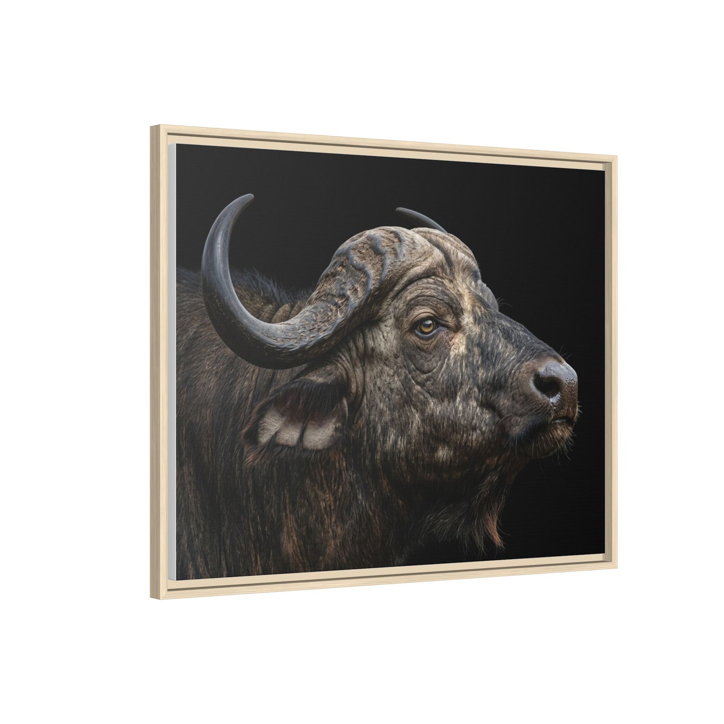 Framed Canvas Print — Cape Buffalo In Colour