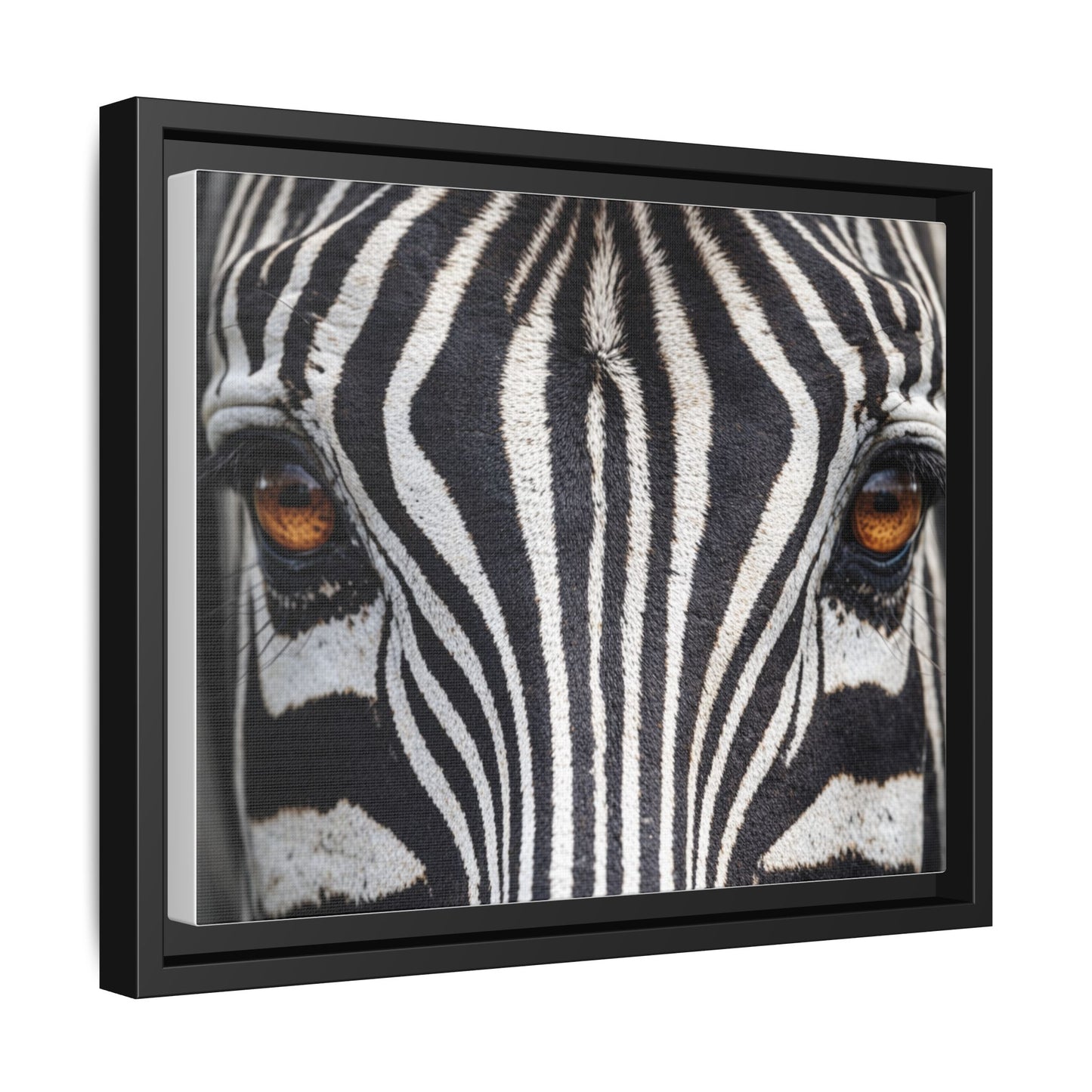 Framed Canvas Print — Zebra Gaze