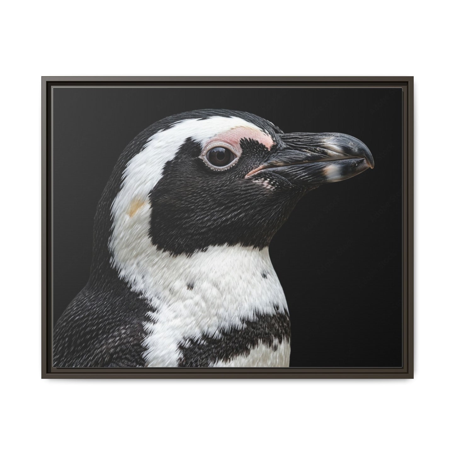 Framed Canvas Print — Afrikan Penguin In Colour