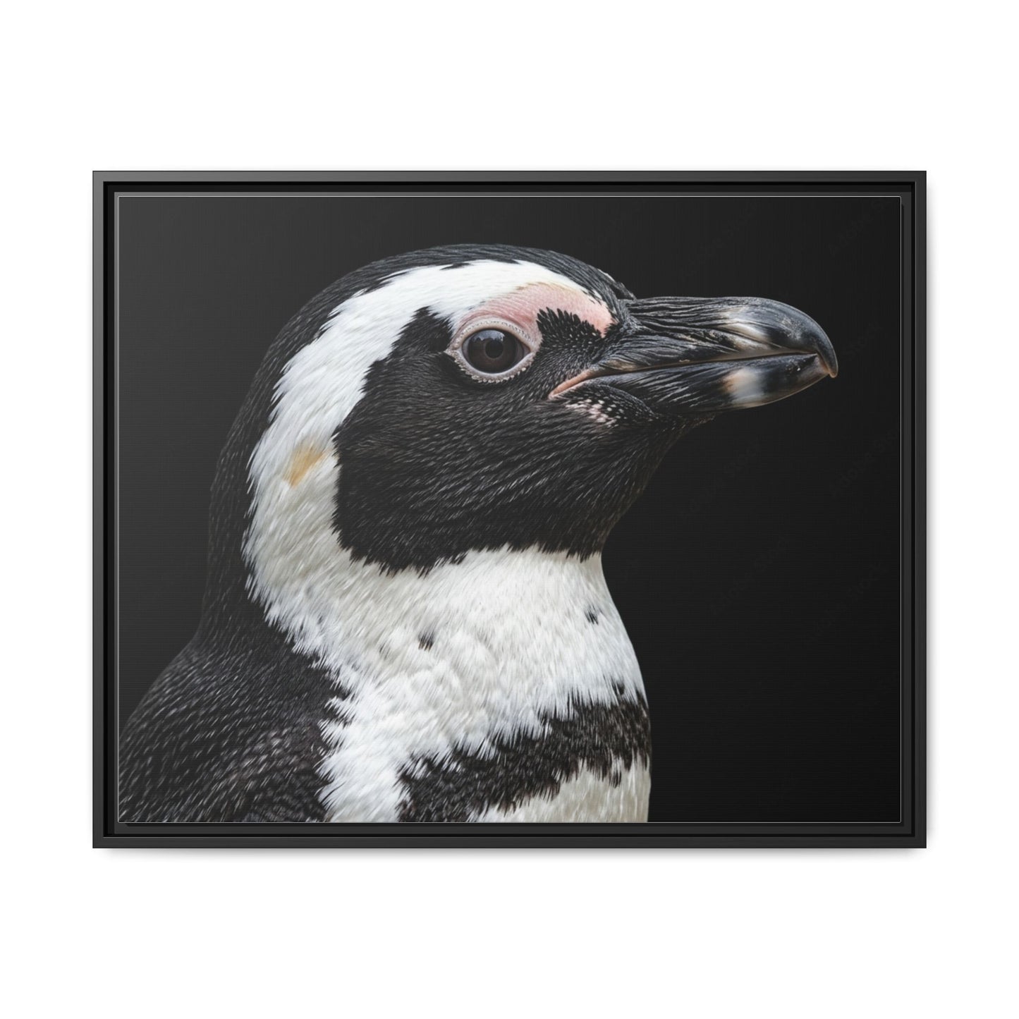 Framed Canvas Print — Afrikan Penguin In Colour
