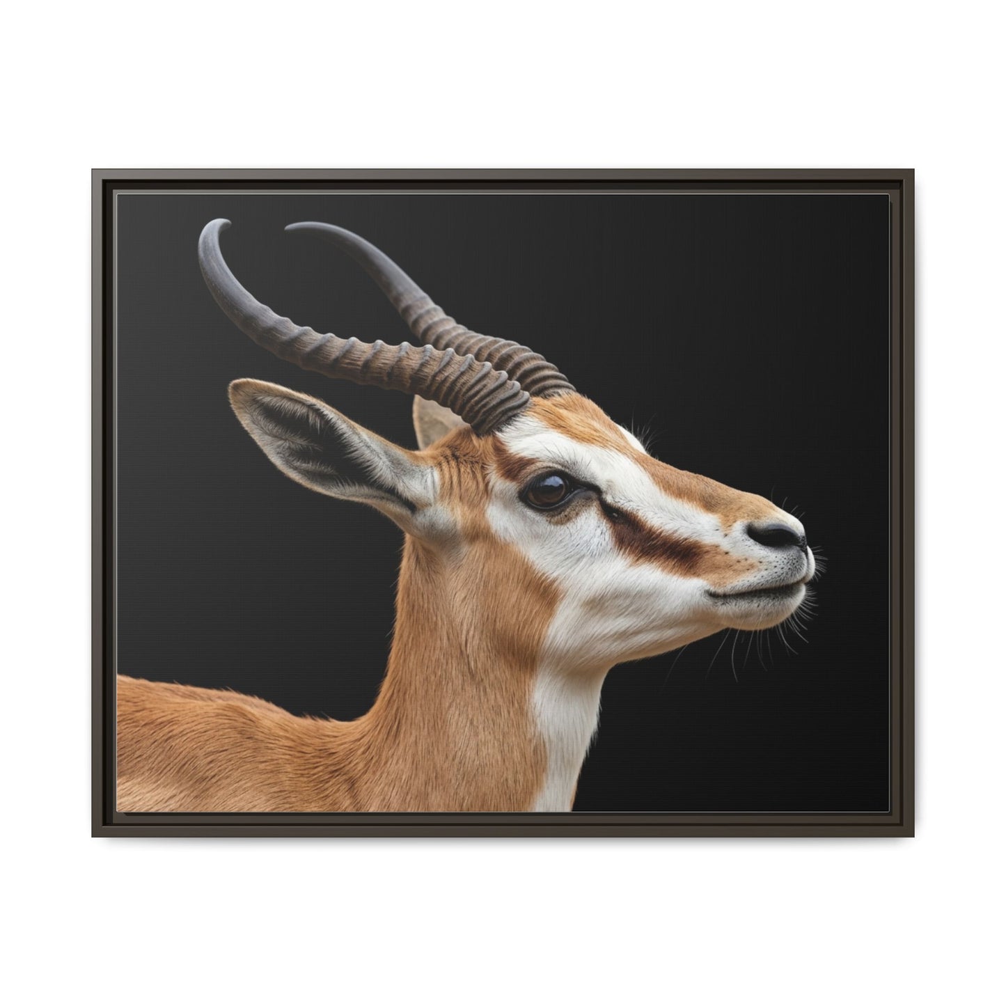 Framed Canvas Print — Afrikan Springbok In Colour